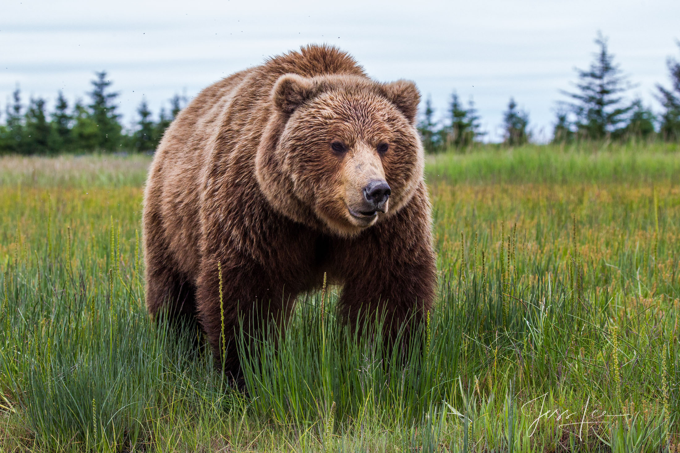 Picture of a Grizzly Bear, Limited Edition Fine Art Photography Print From Jess Lee"s Bear Photo Gallery