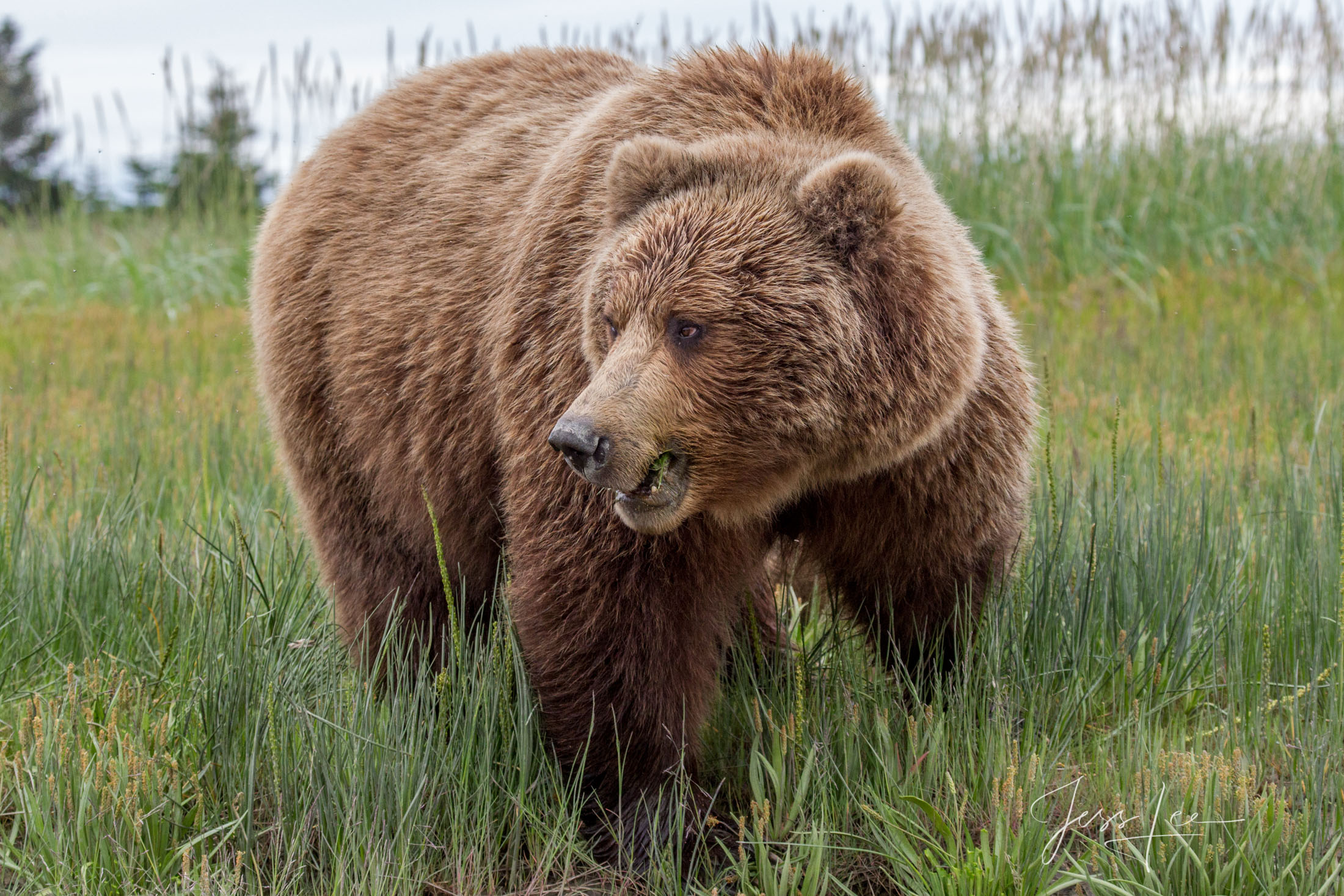 Brown Bear Photo 242 Picture of a Grizzly Bear, Limited Edition Fine Art Photography Print From Jess Lee"s Bear Photo Gallery