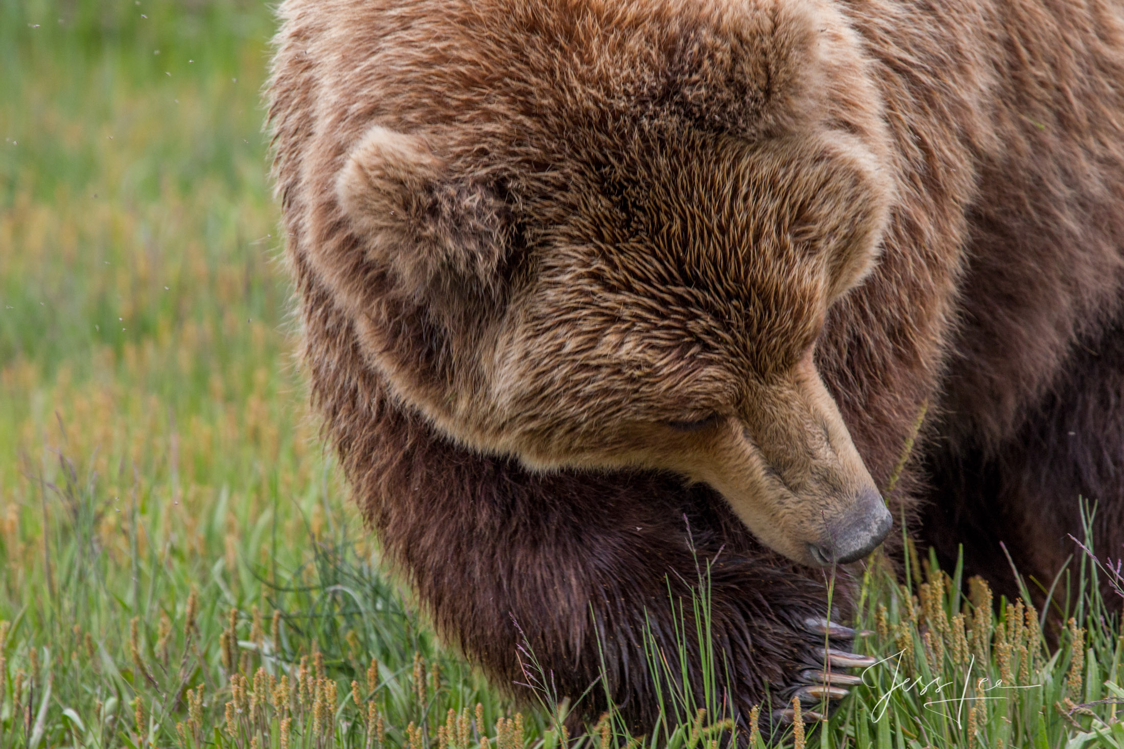 Picture of a Grizzly Bear, Limited Edition Fine Art Photography Print From Jess Lee"s Bear Photo Gallery