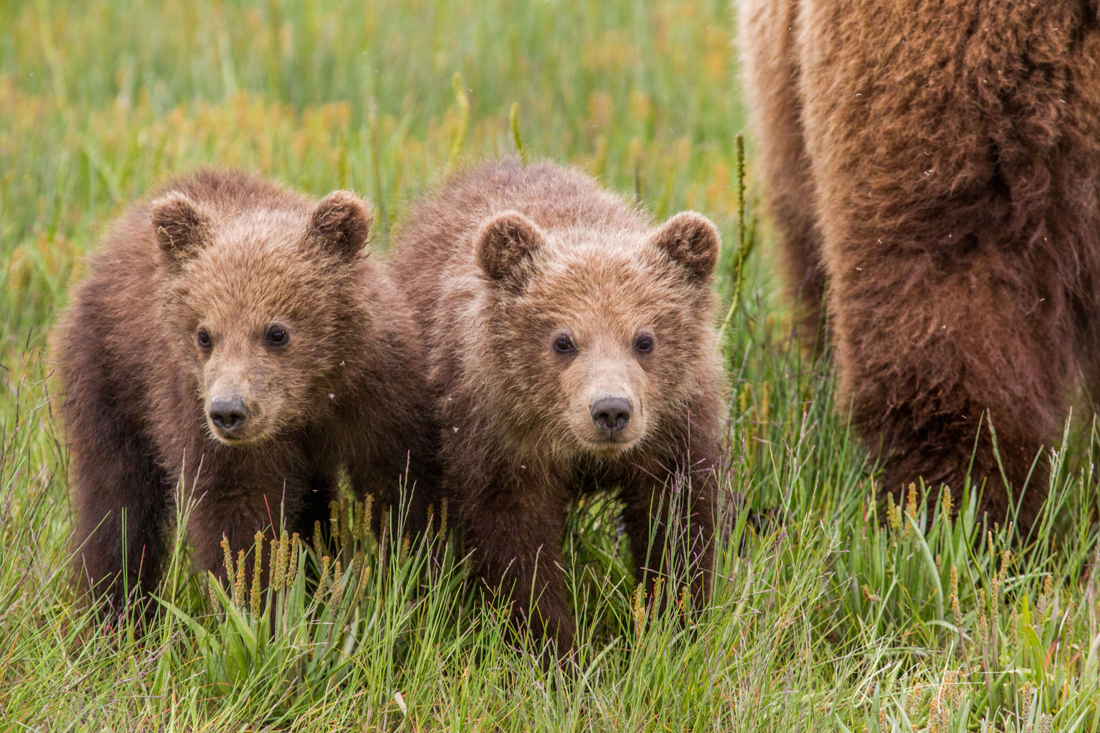 Brown Bear Cubs Photo 250 Picture of a Grizzly Bear, Limited Edition Fine Art Photography Print From Jess Lee"s Bear Photo Gallery