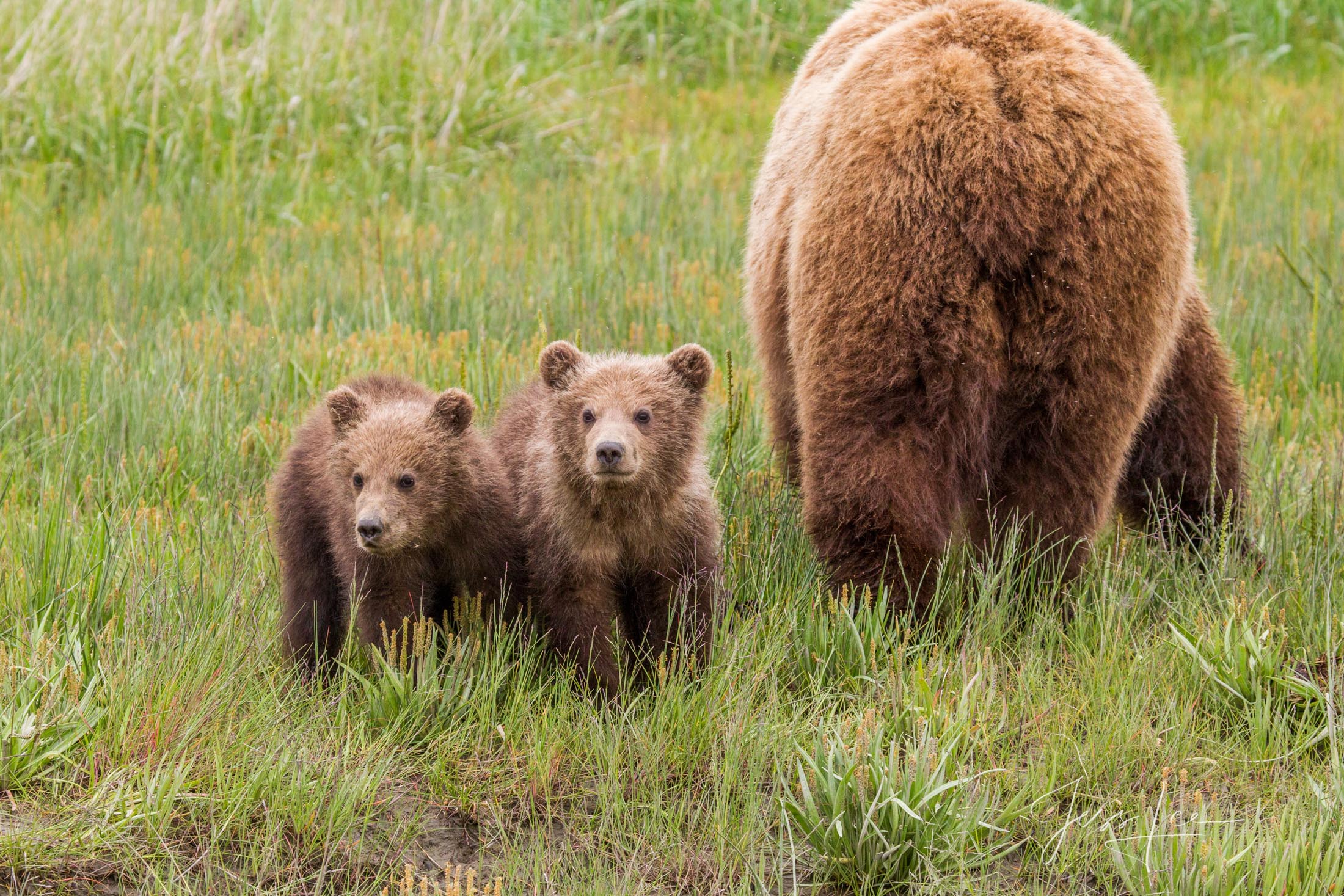 Grizzly Bear cubs watching photographers while mom feeds on grass, a   fine art limited edition of 300 prints