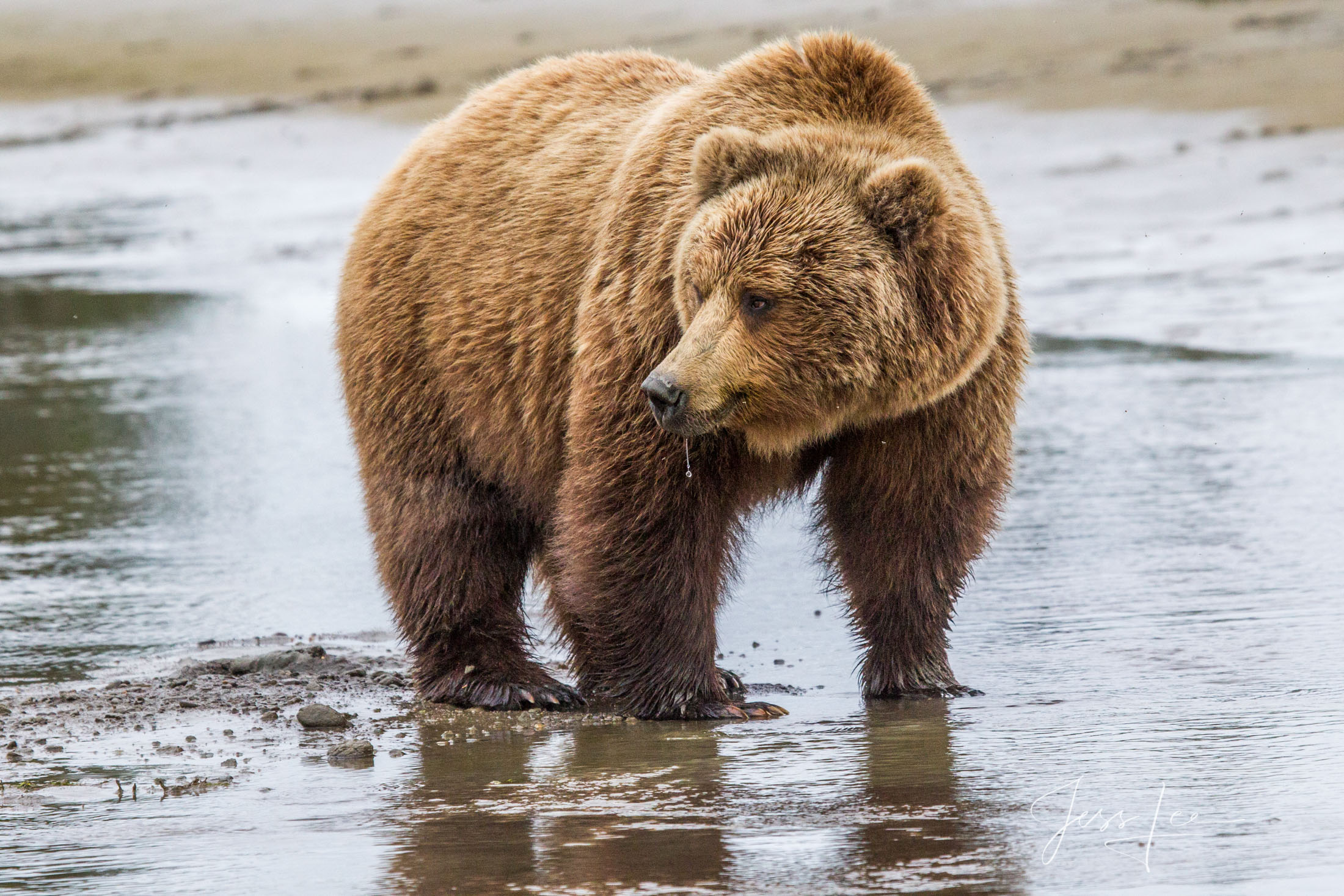 Brown Bear Photo 251 Picture of a Grizzly Bear, Limited Edition Fine Art Photography Print From Jess Lee"s Bear Photo Gallery