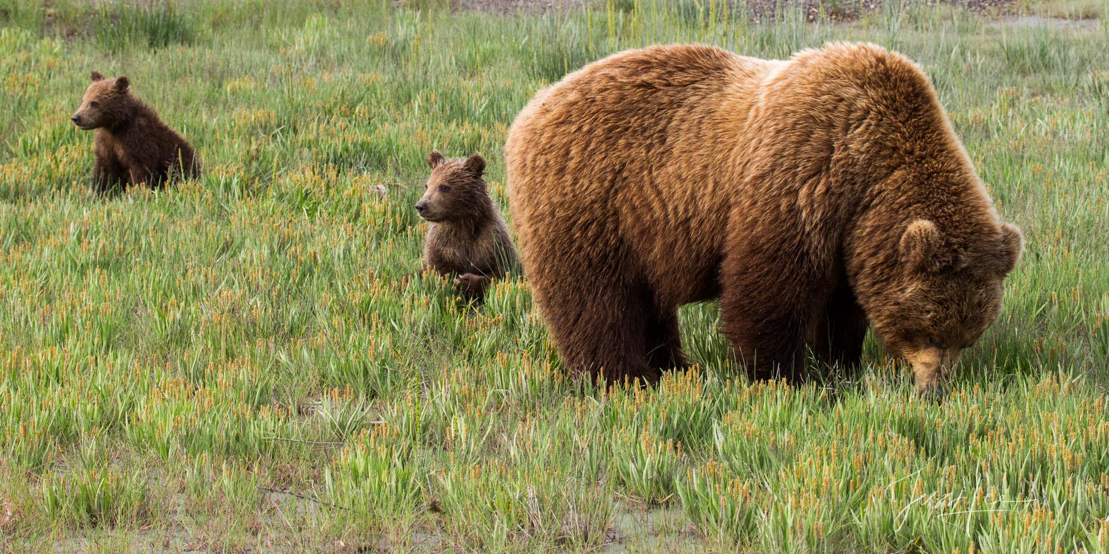 Picture of a Grizzly Bear, Limited Edition Fine Art Photography Print From Jess Lee"s Bear Photo Gallery