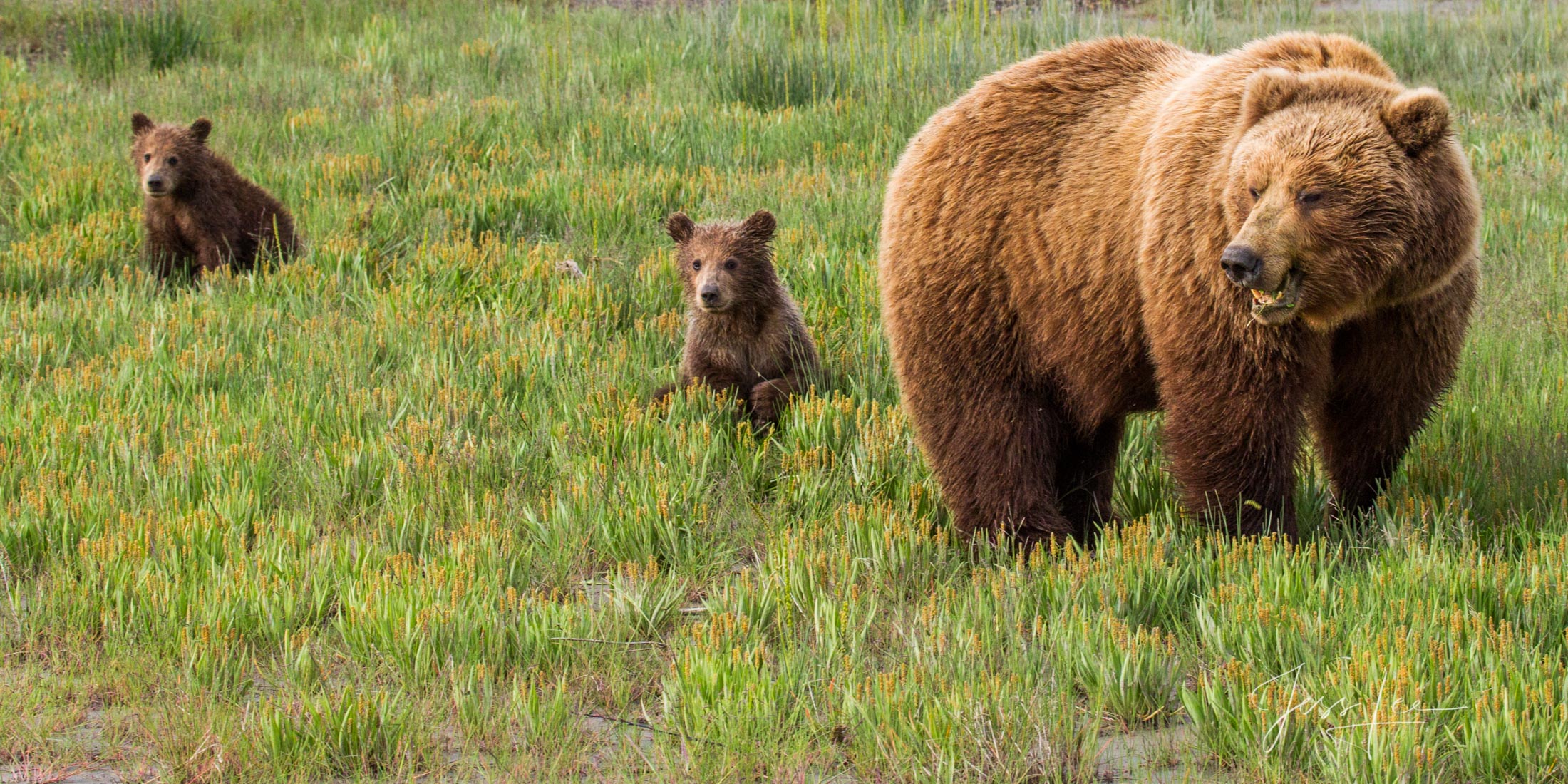 Picture of a Grizzly Bear, Limited Edition Fine Art Photography Print From Jess Lee"s Bear Photo Gallery