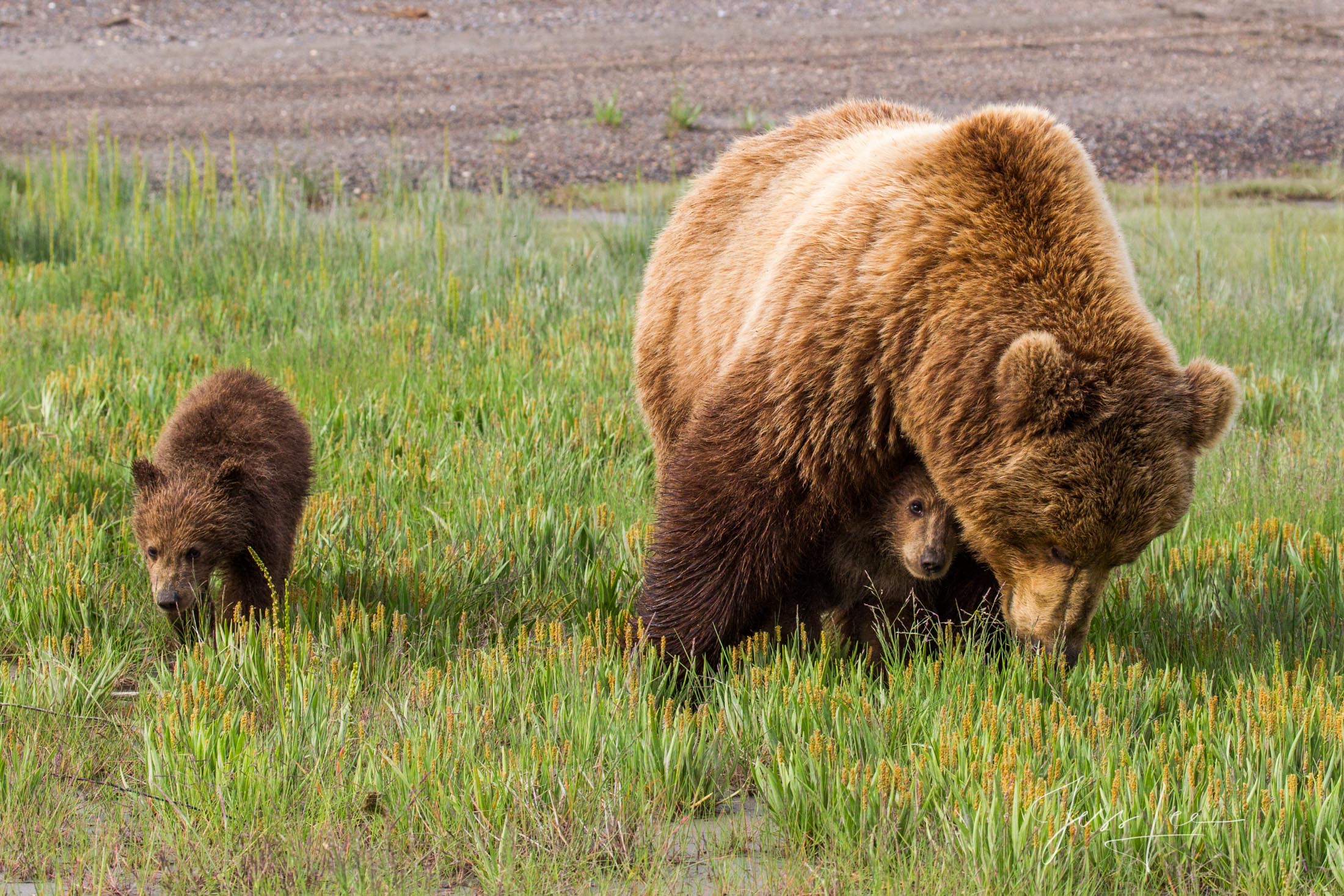 Grizzly, Bear Photo 256 Picture of a Grizzly Bear, Limited Edition Fine Art Photography Print From Jess Lee"s Bear Photo Gallery