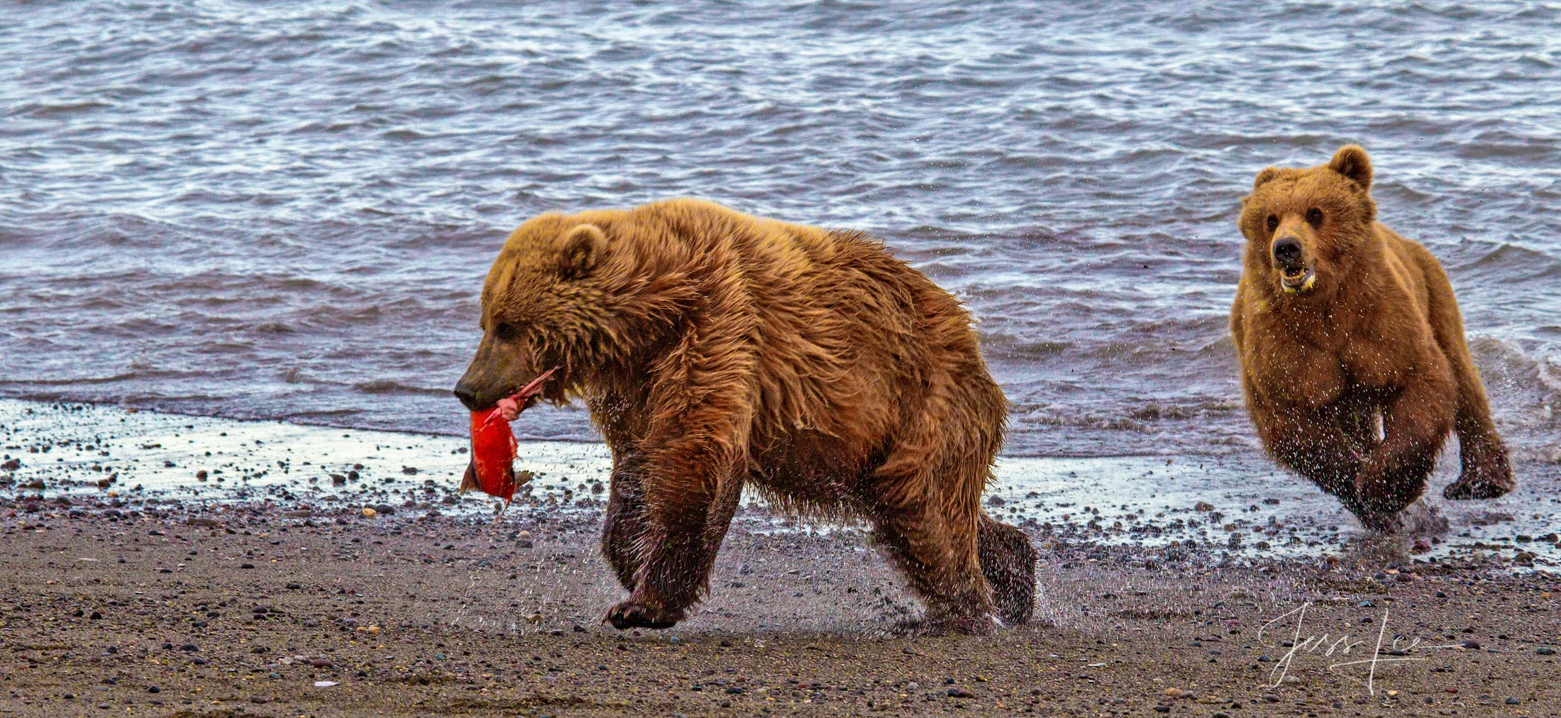 Brown Bear Photo 258 Picture of a Grizzly Bear, Limited Edition Fine Art Photography Print From Jess Lee"s Bear Photo Gallery