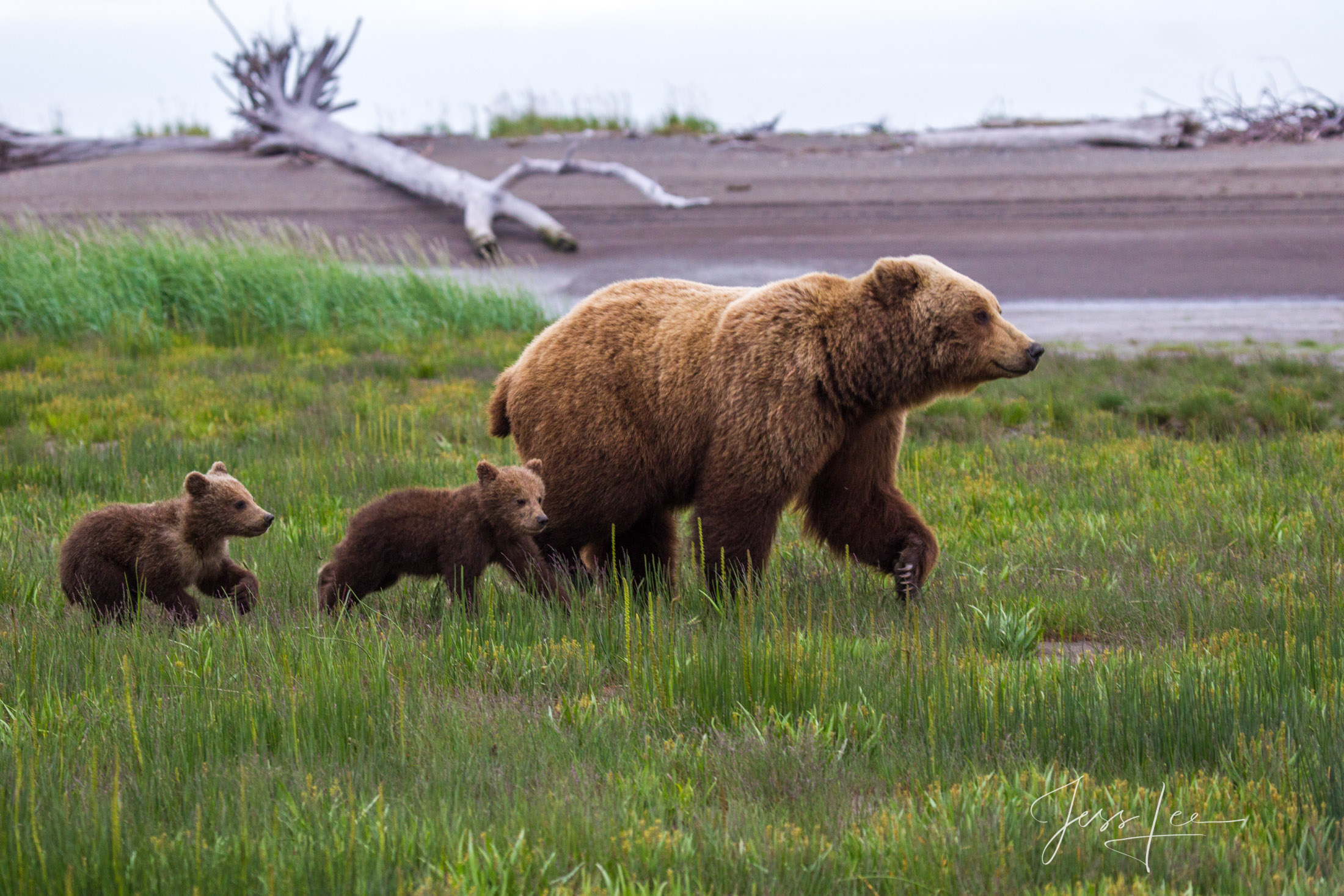 Picture of a Grizzly Bear, Limited Edition Fine Art Photography Print From Jess Lee"s Bear Photo Gallery