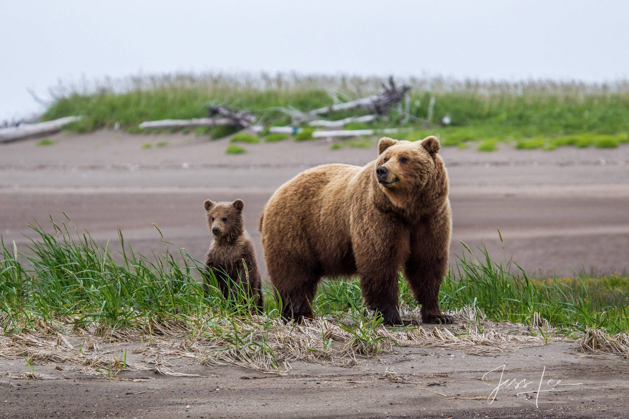 Picture of a Grizzly Bear, Limited Edition Fine Art Photography Print From Jess Lee"s Bear Photo Gallery