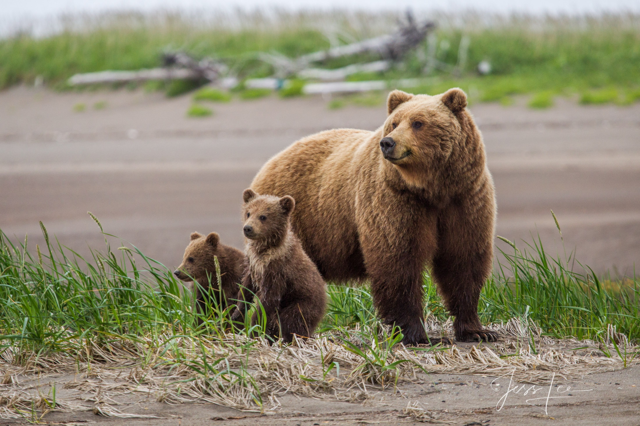 Picture of a Grizzly Bear, Limited Edition Fine Art Photography Print From Jess Lee"s Bear Photo Gallery