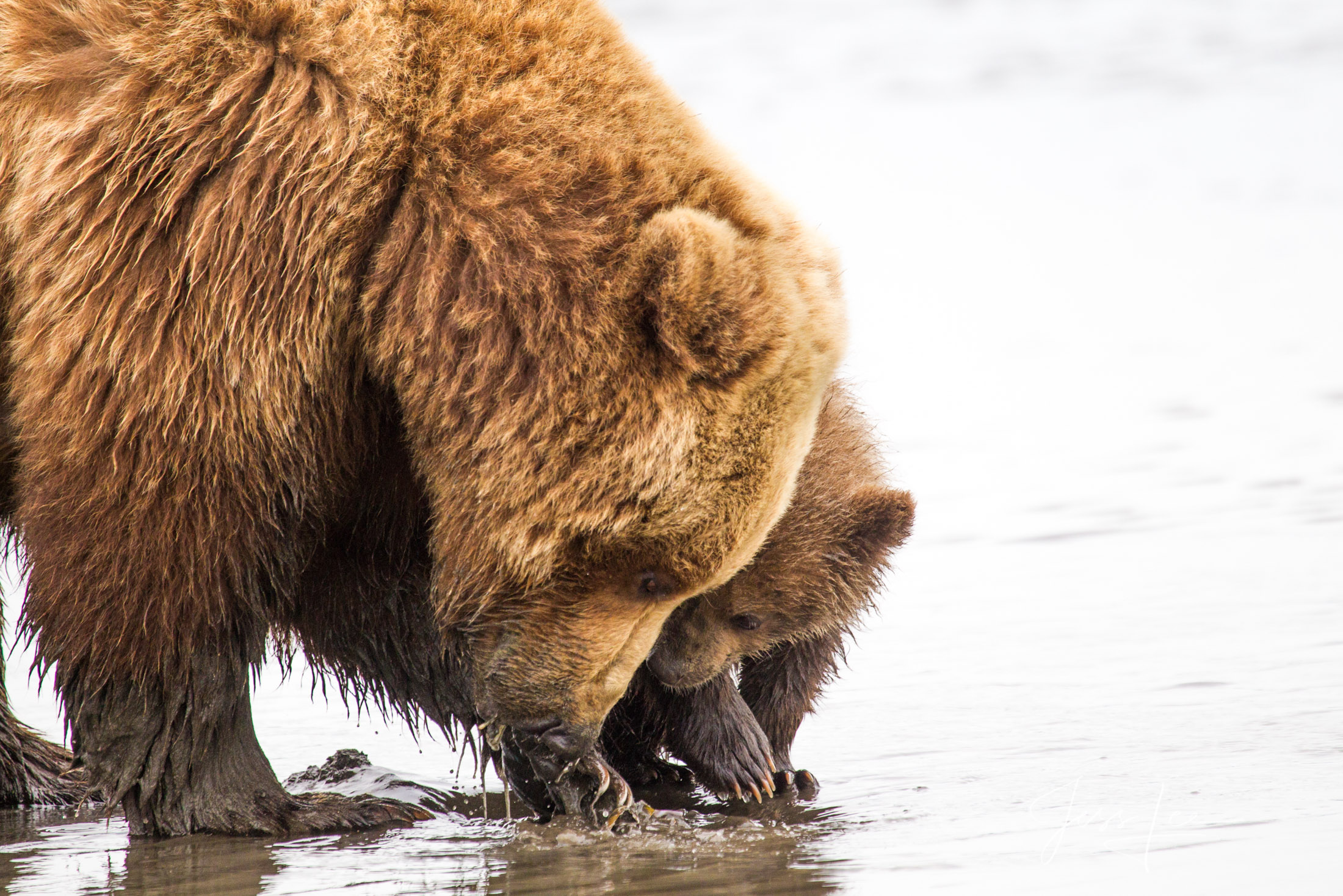 Picture of a Grizzly Bear, Limited Edition Fine Art Photography Print From Jess Lee"s Bear Photo Gallery