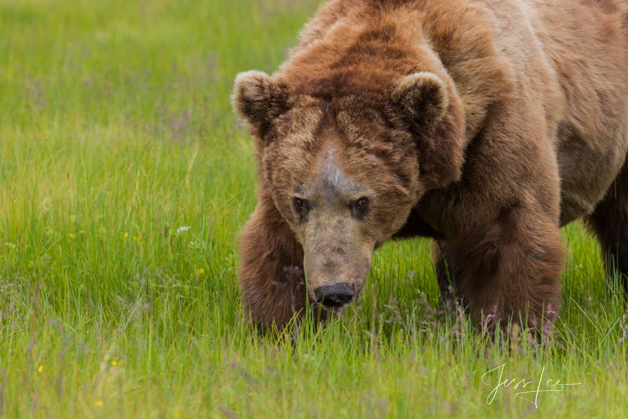 Picture of a Grizzly Bear, Limited Edition Fine Art Photography Print From Jess Lee"s Bear Photo Gallery