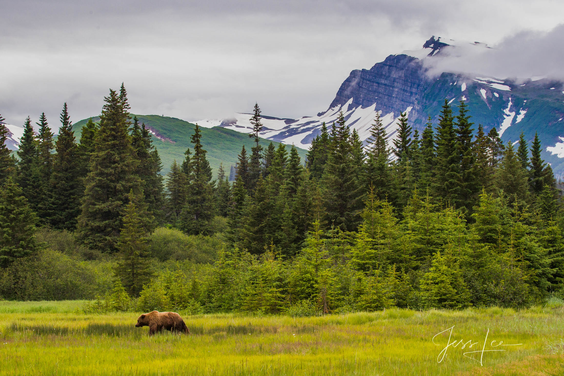 Picture of a Grizzly Bear, Limited Edition Fine Art Photography Print From Jess Lee"s Bear Photo Gallery
