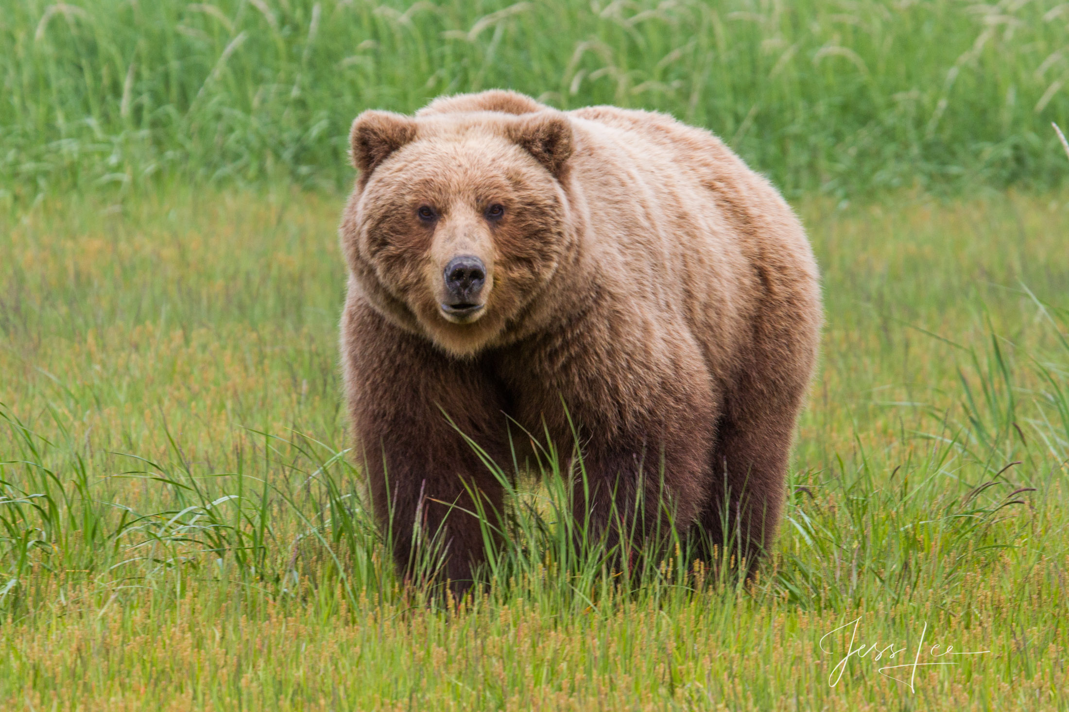 Picture of a Grizzly Bear, Limited Edition Fine Art Photography Print From Jess Lee"s Bear Photo Gallery