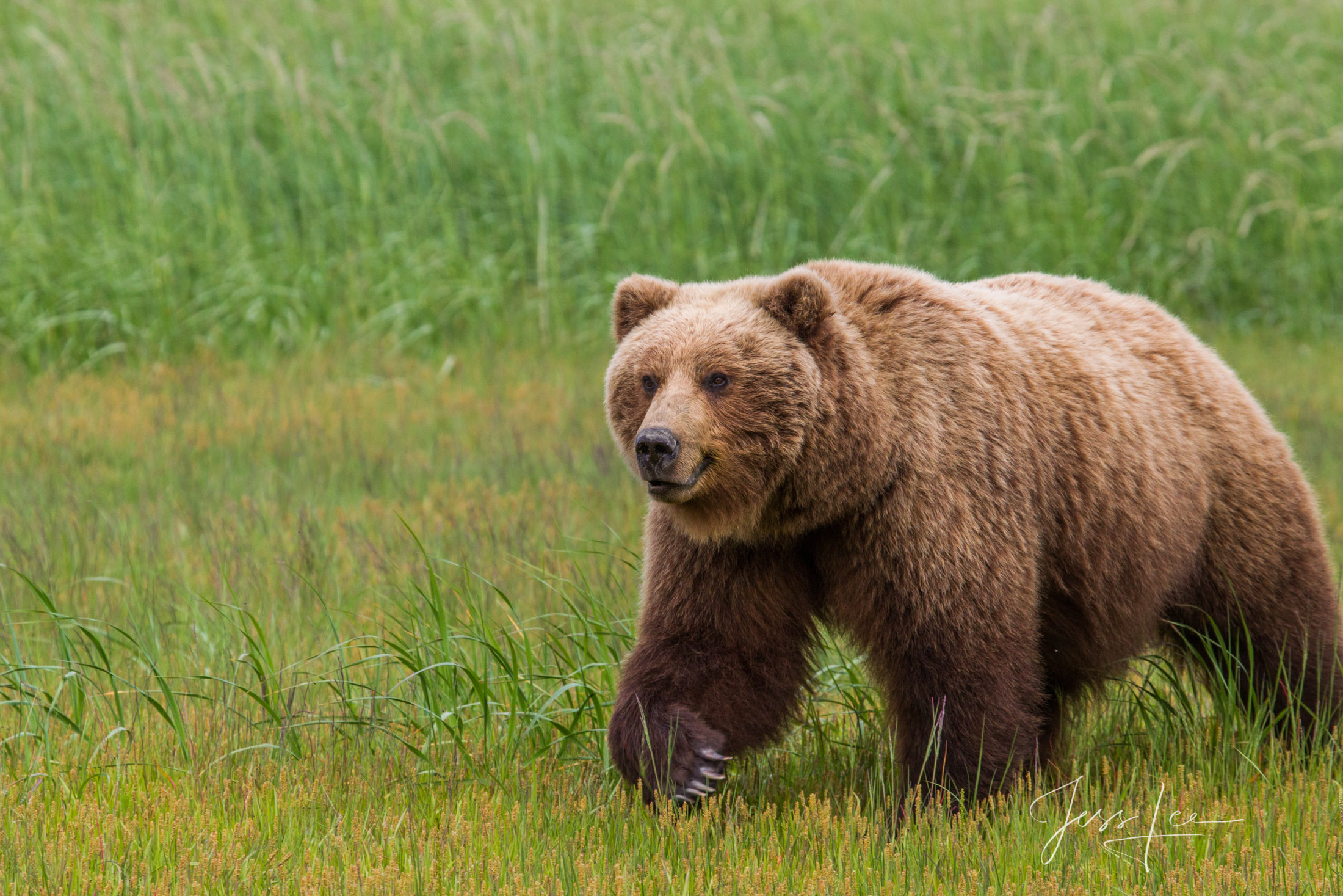 Picture of a Grizzly Bear, Limited Edition Fine Art Photography Print From Jess Lee"s Bear Photo Gallery