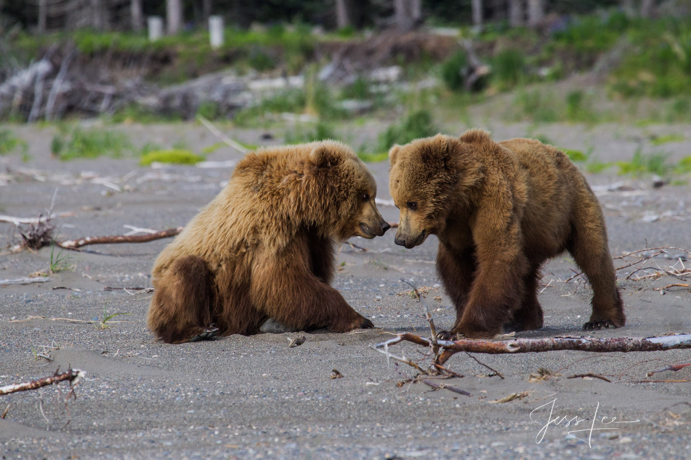 Picture of Grizzly Bear cubs playing tug-of-war 
