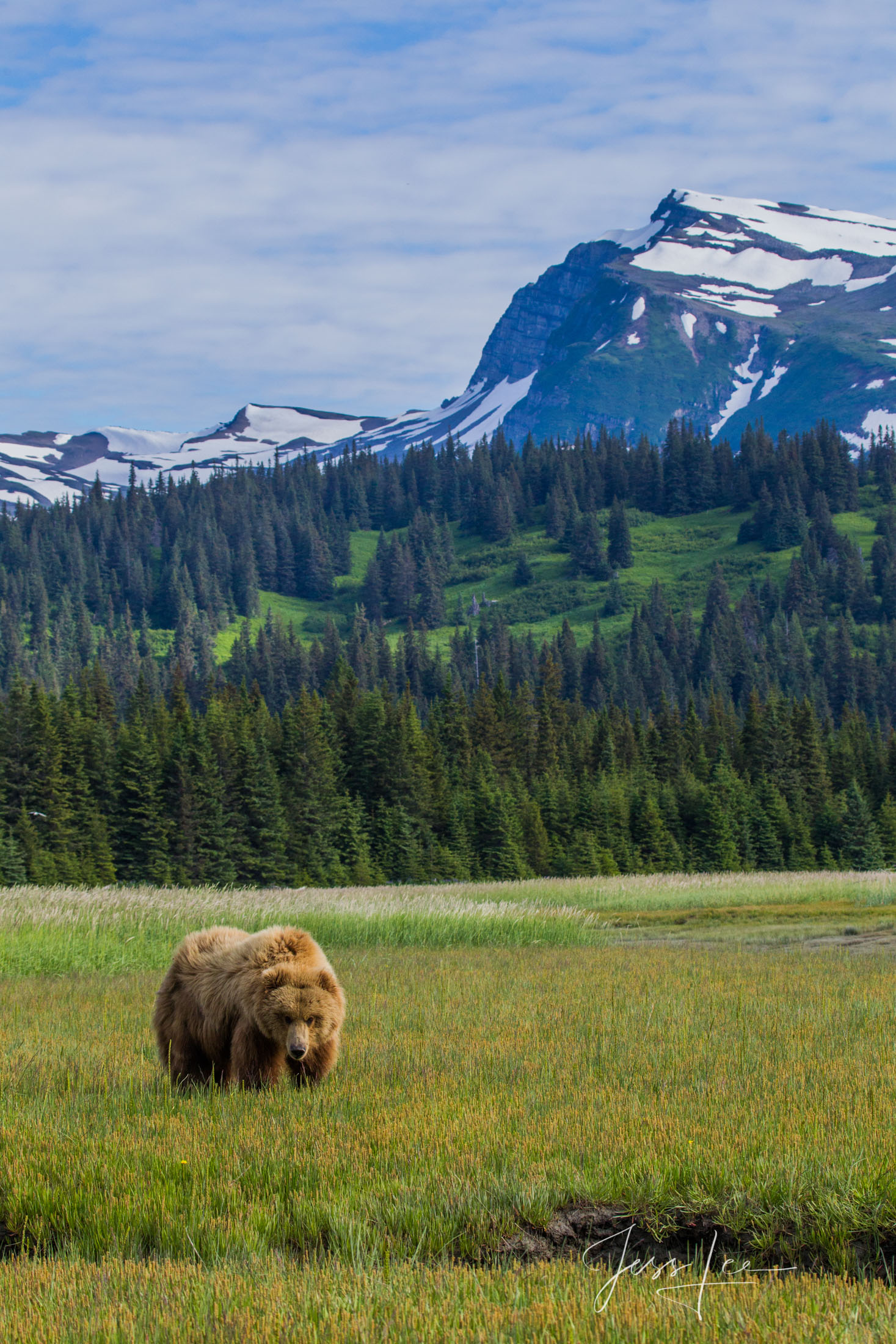 Picture of a Grizzly Bear, Limited Edition Fine Art Photography Print From Jess Lee"s Bear Photo Gallery