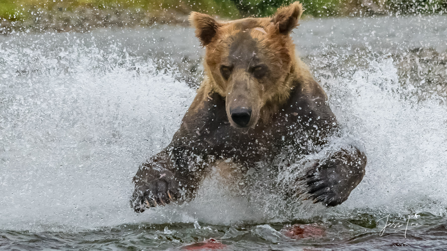 Picture of a Grizzly Bear, Limited Edition Fine Art Photography Print From Jess Lee"s Bear Photo Gallery