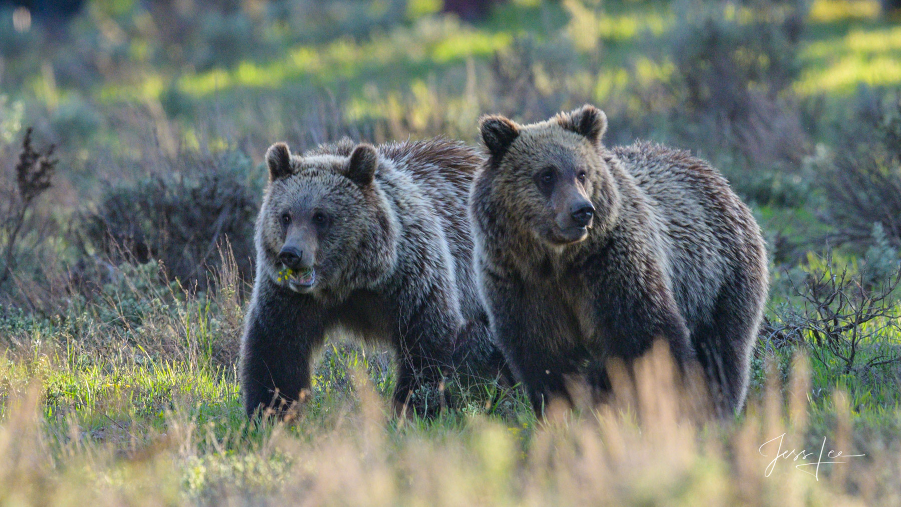 Grand Teton Grizzly cubs. Limited Edition of 50 Exclusive high-resolution Museum Quality Fine Art Prints.  These Grizzly bear...