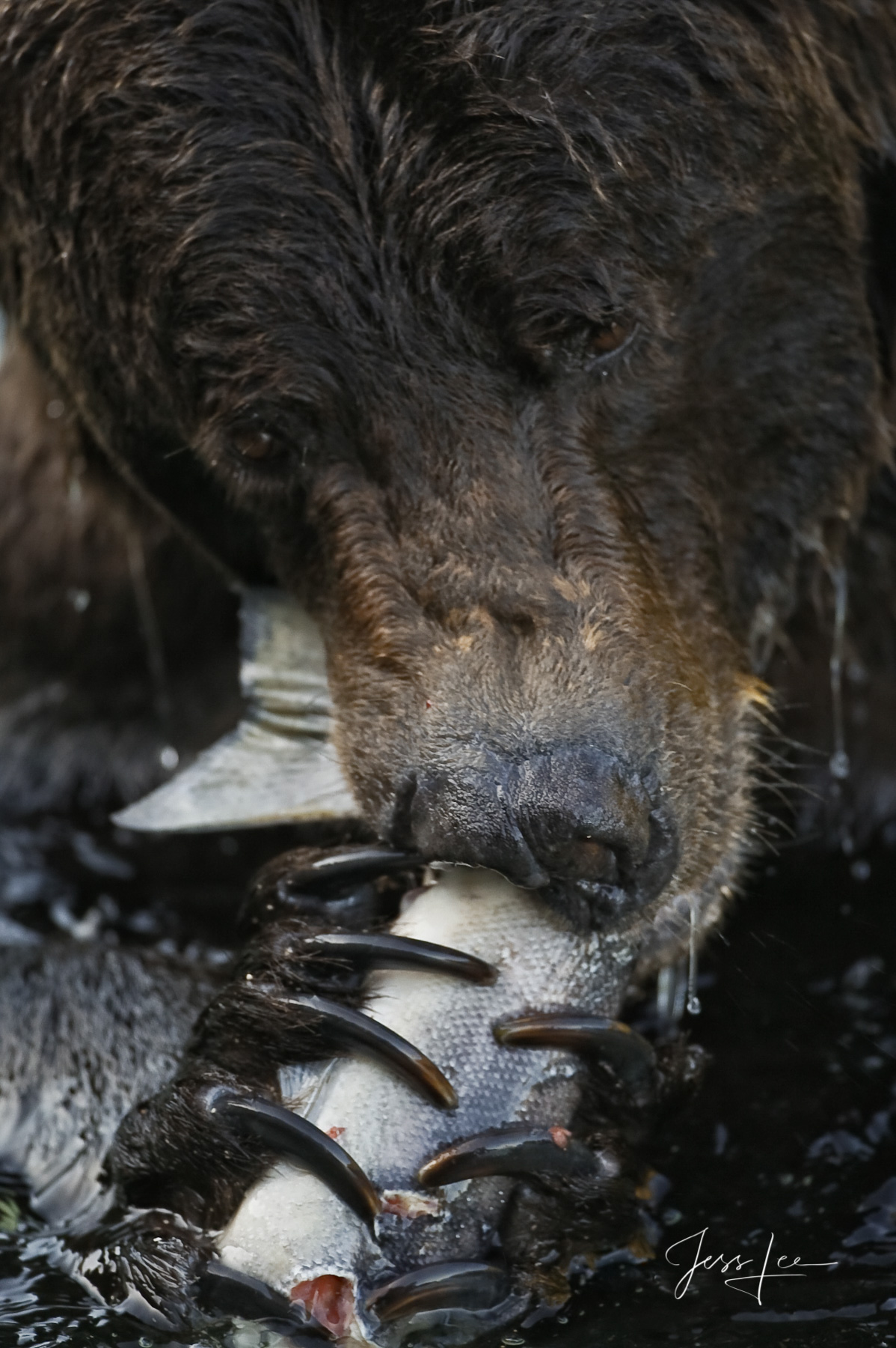 Fishing Grizzly Bear Claws and Salmon Dramatic close up of a Brown Bear or Grizzly with long claws eating a Salmon it caught while fishing for salmon in Alaska