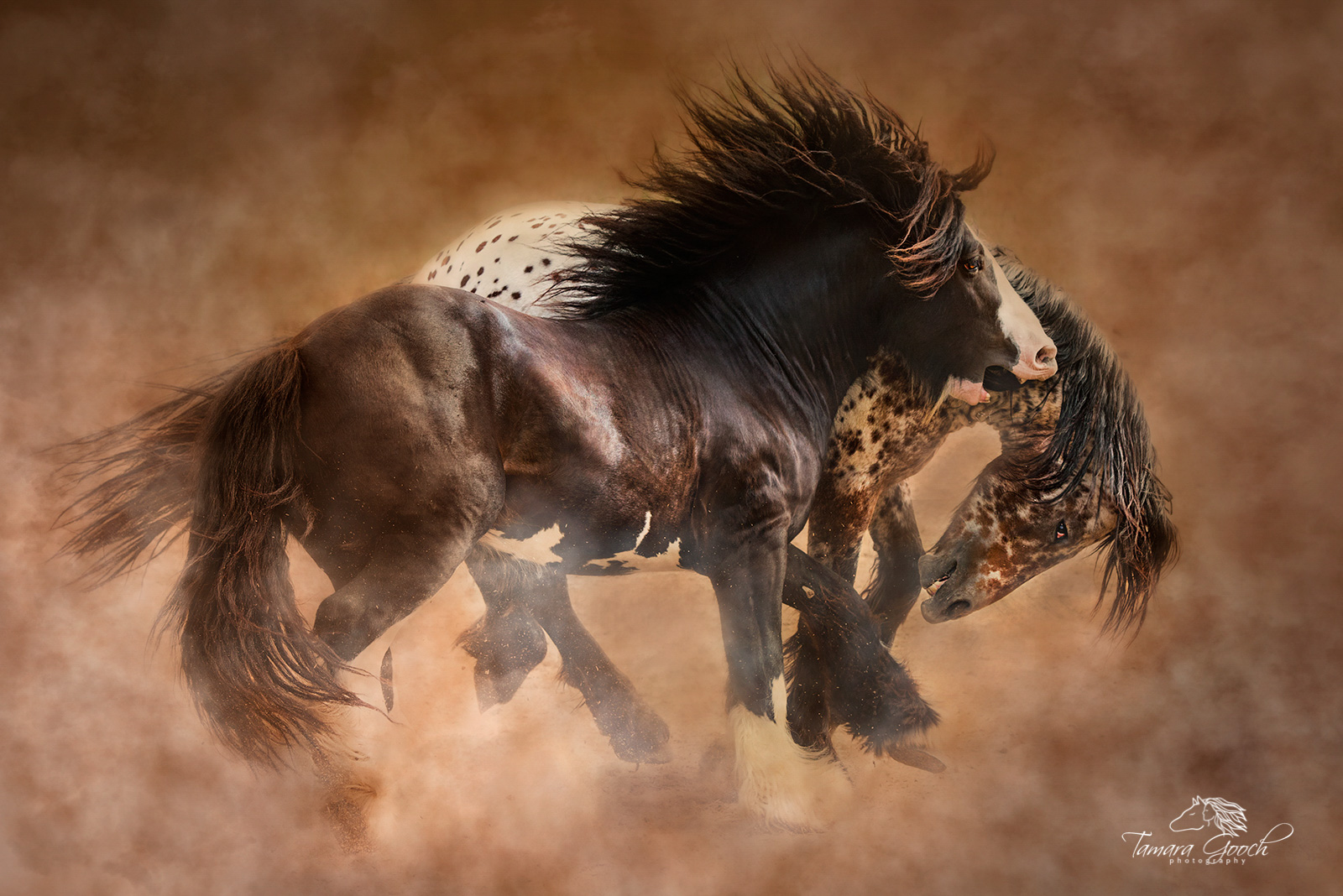 A fine art photograph of two gypsy vanner stallions playing and kicking up dust.