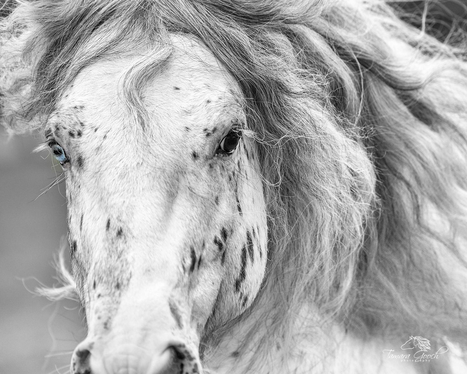 A black and white fine art image of a Gypsy Vanner stallion.