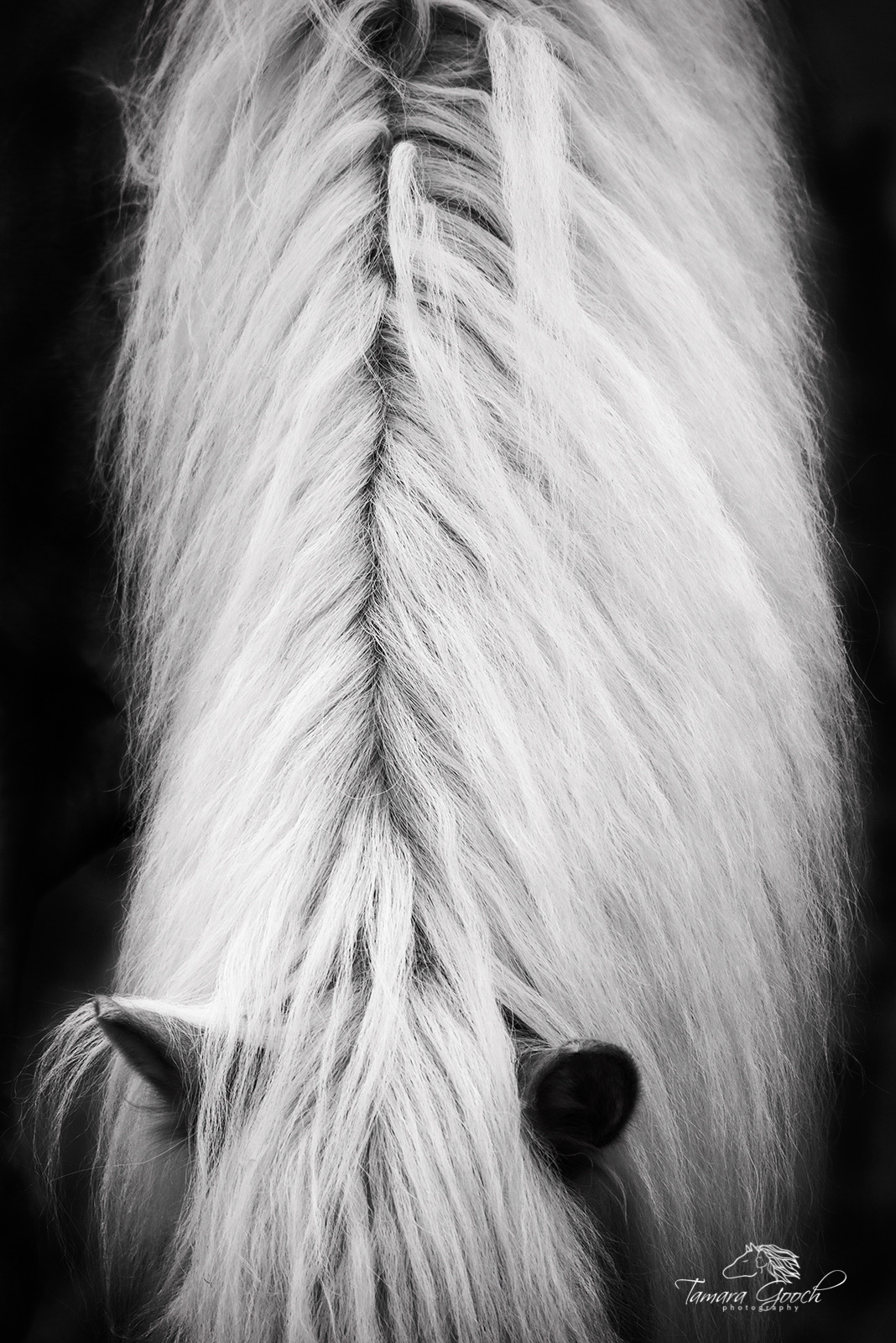 A fine art photograph of a horses mane and forelock in black and white.