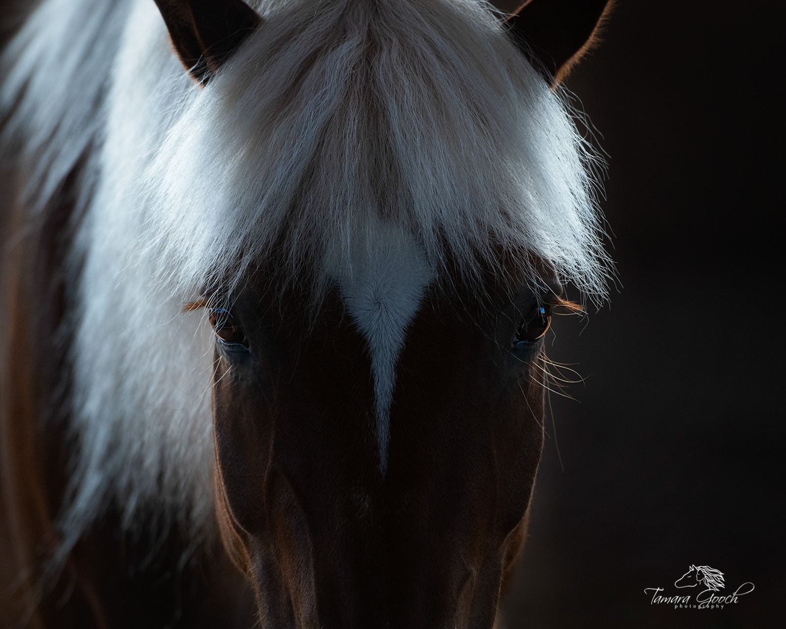 A horse portrait, head shot of a haflinger horse.