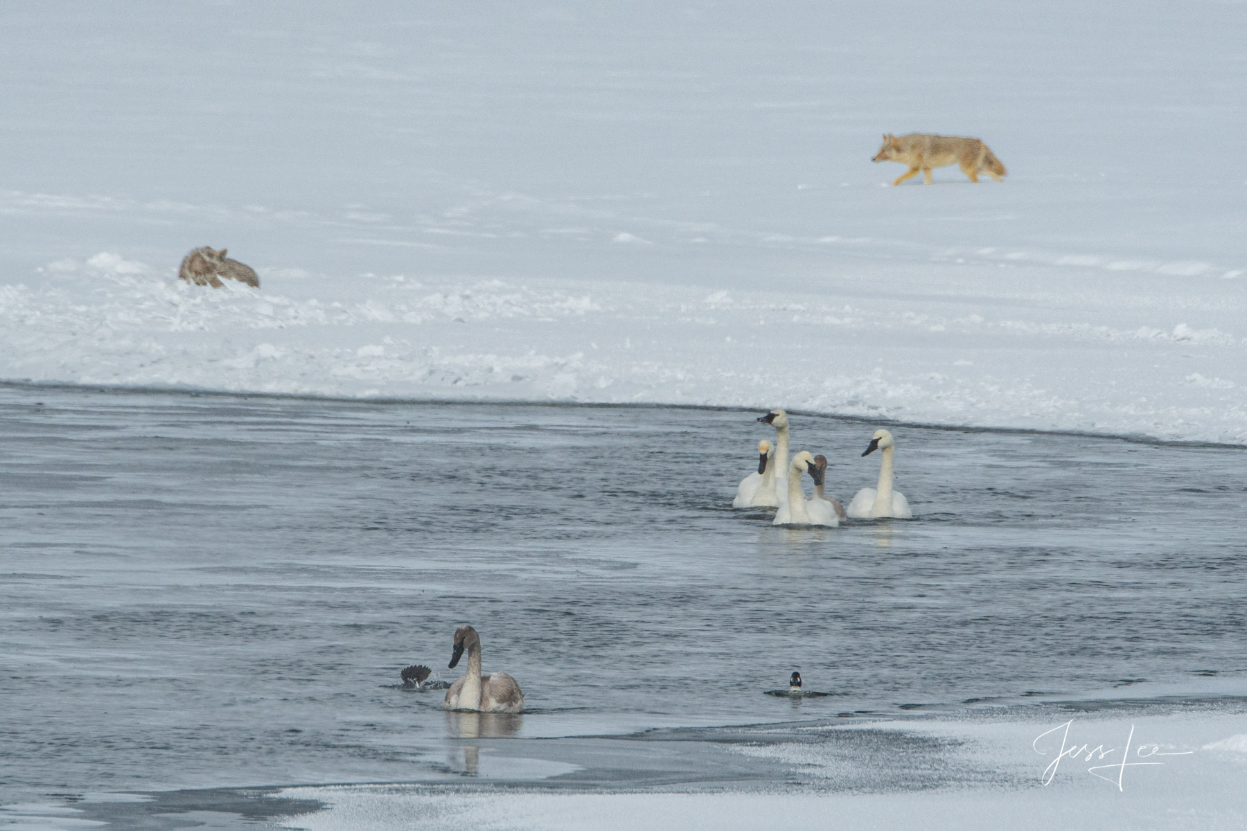The Waiting Game A coyote stalking a flock of birds in Yellowstone National Park, Wyoming.