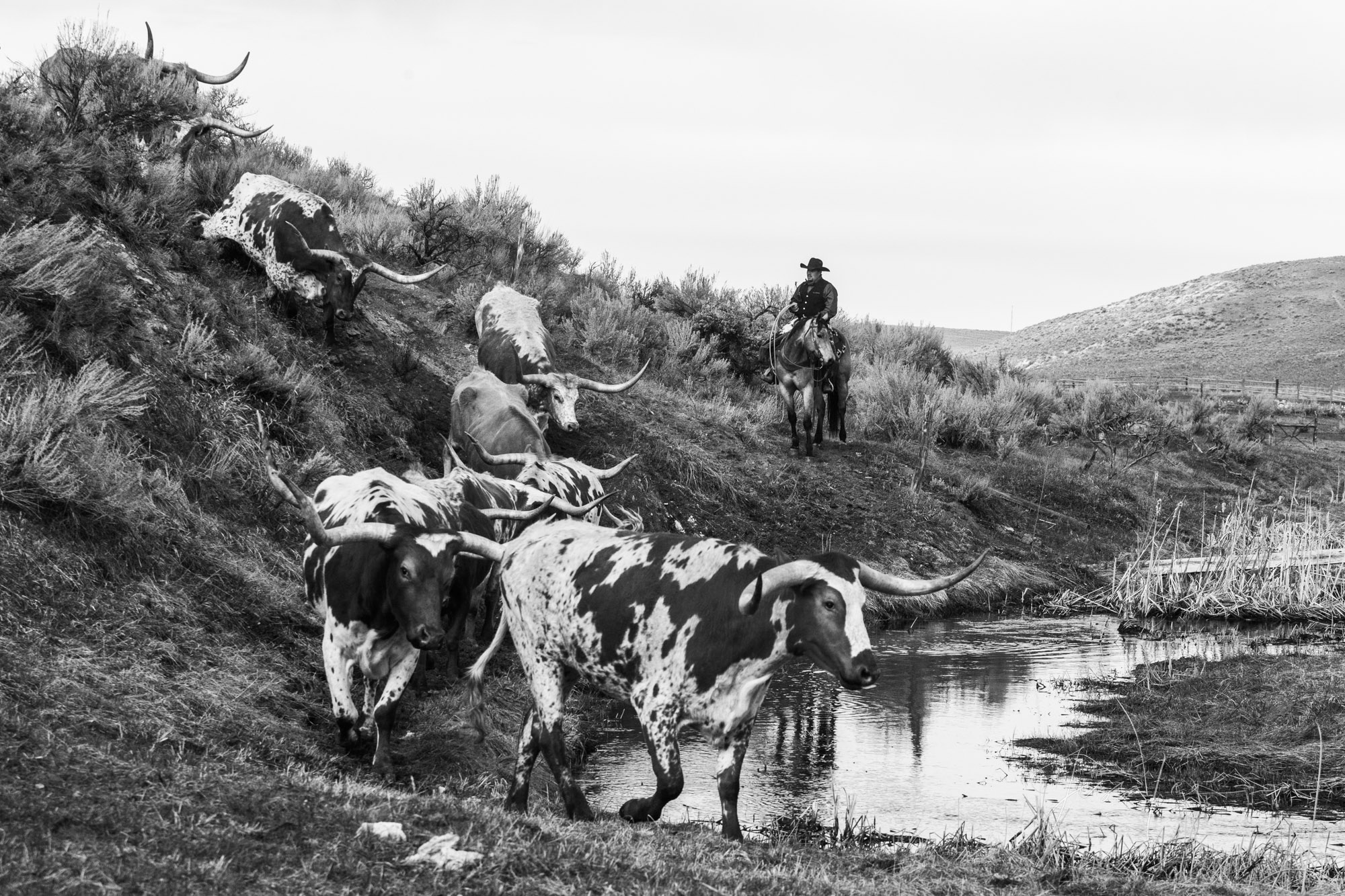 Herding #2 Black and White Photos, Cowboy Photos, Bull Photos
