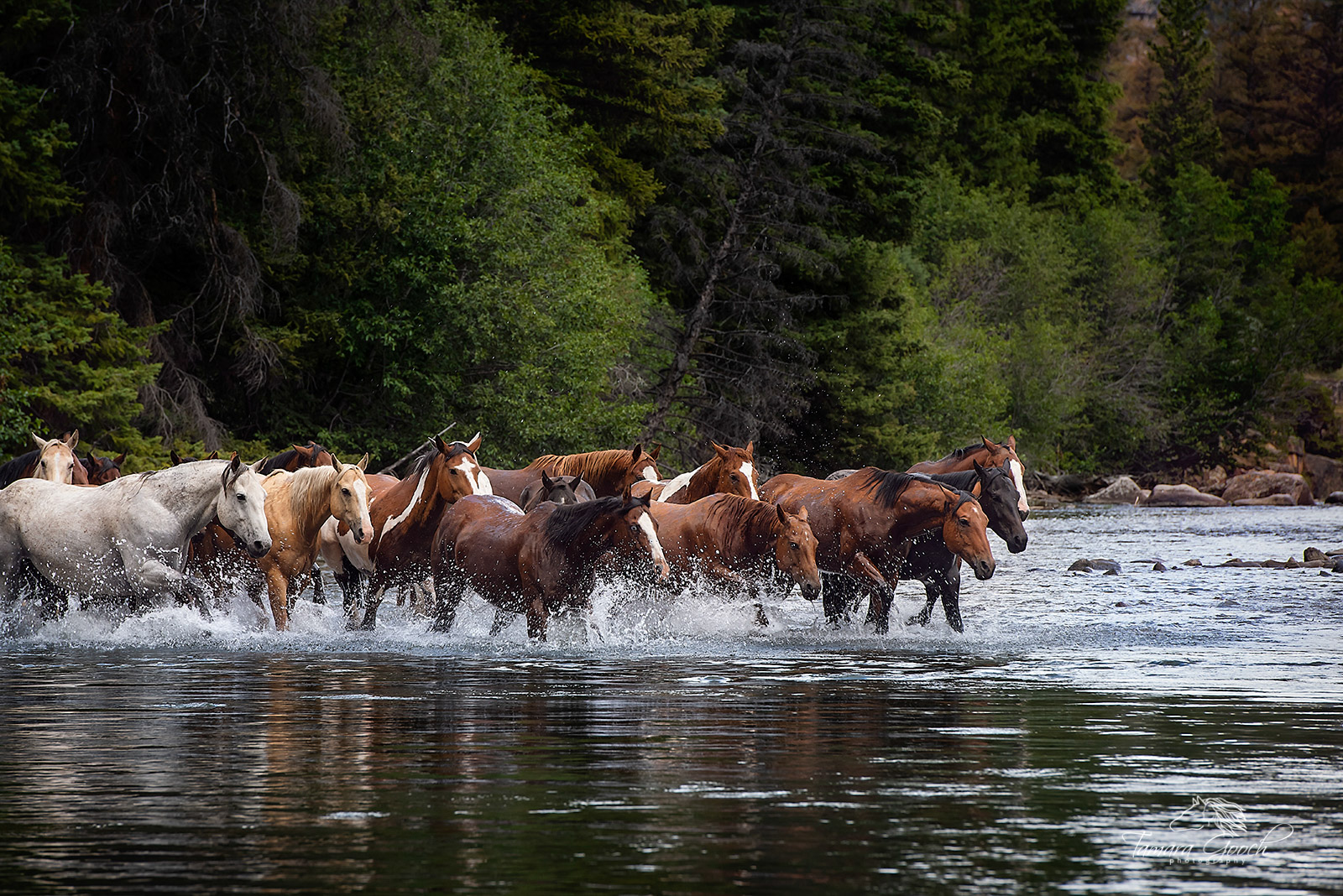 A herd of horses crossing a river