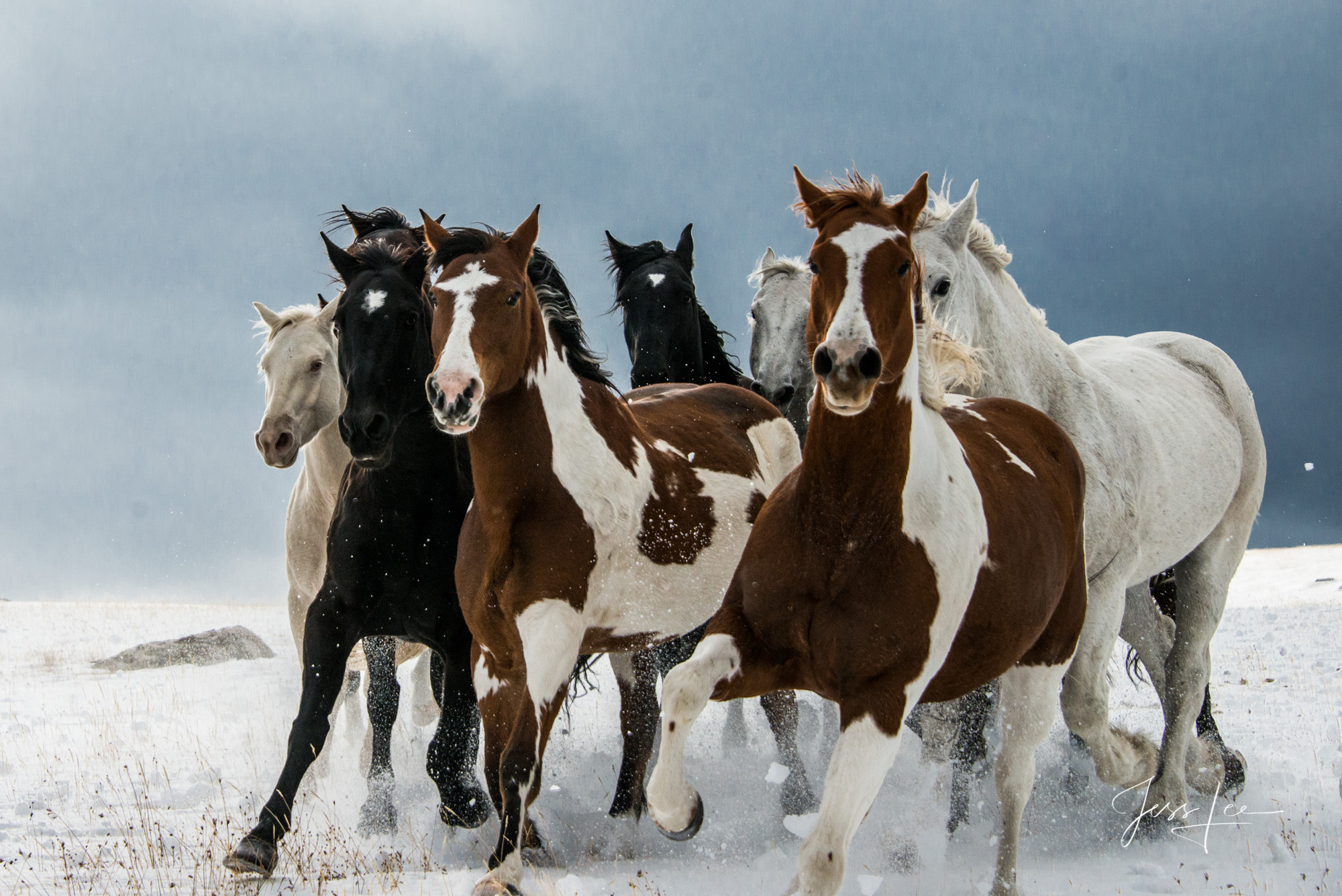 Fine Art Limited Edition Photography of Cowboys, Horses and life in the West. Wyoming horse herd running over the hill in the...