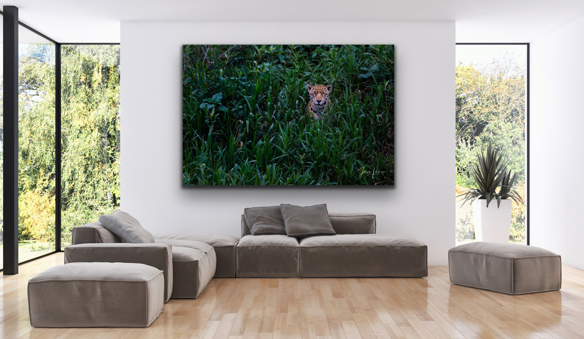 Interior Design Example of Fine Art Wall art in a room. Jungle Jaguar Photo Print.