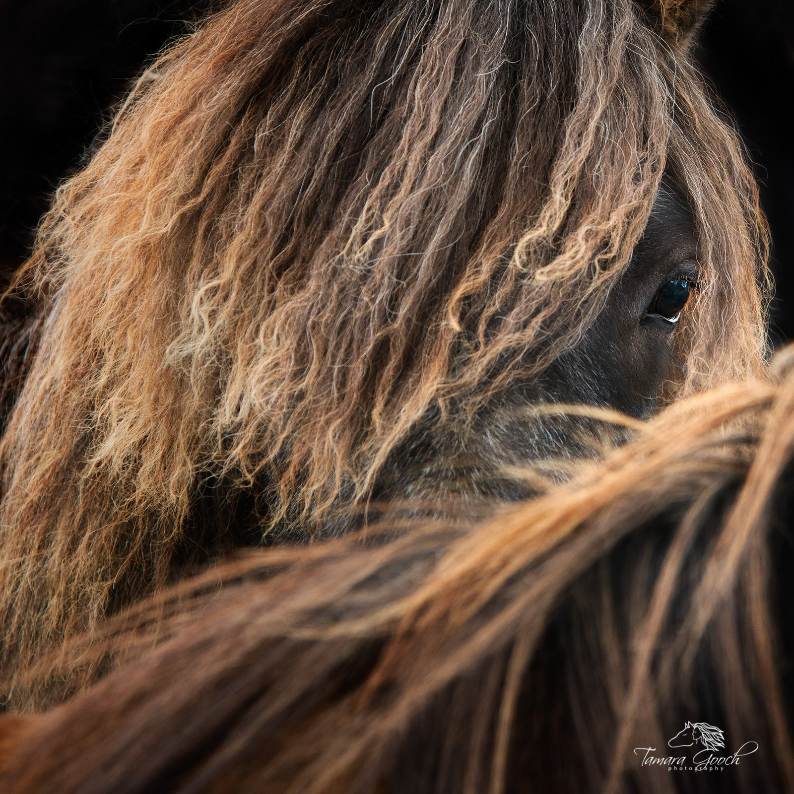 A photo of an Icelandic horse peaking over the neck of another.