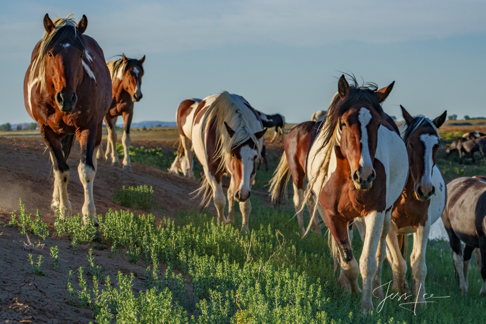 Incoming Fine Art Limited Edition Photography of Wild Herd of Mustang Horses. Wild Horses or Mustang herd incoming . This is part of the...