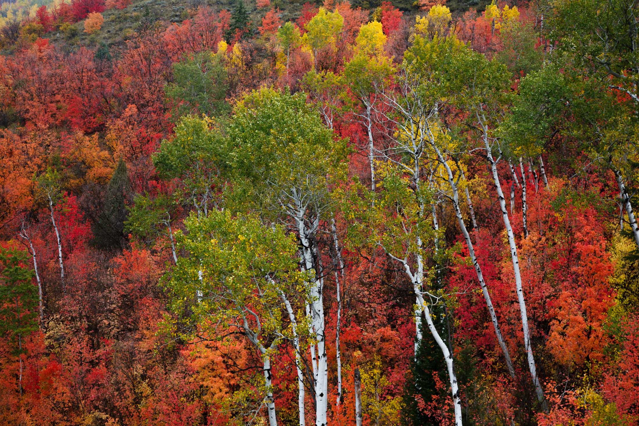 Fine Art Limited Edition Photography of Idaho Landscape Photos. To view the gallery please visit Idaho Landscapes. Thise exclusive...