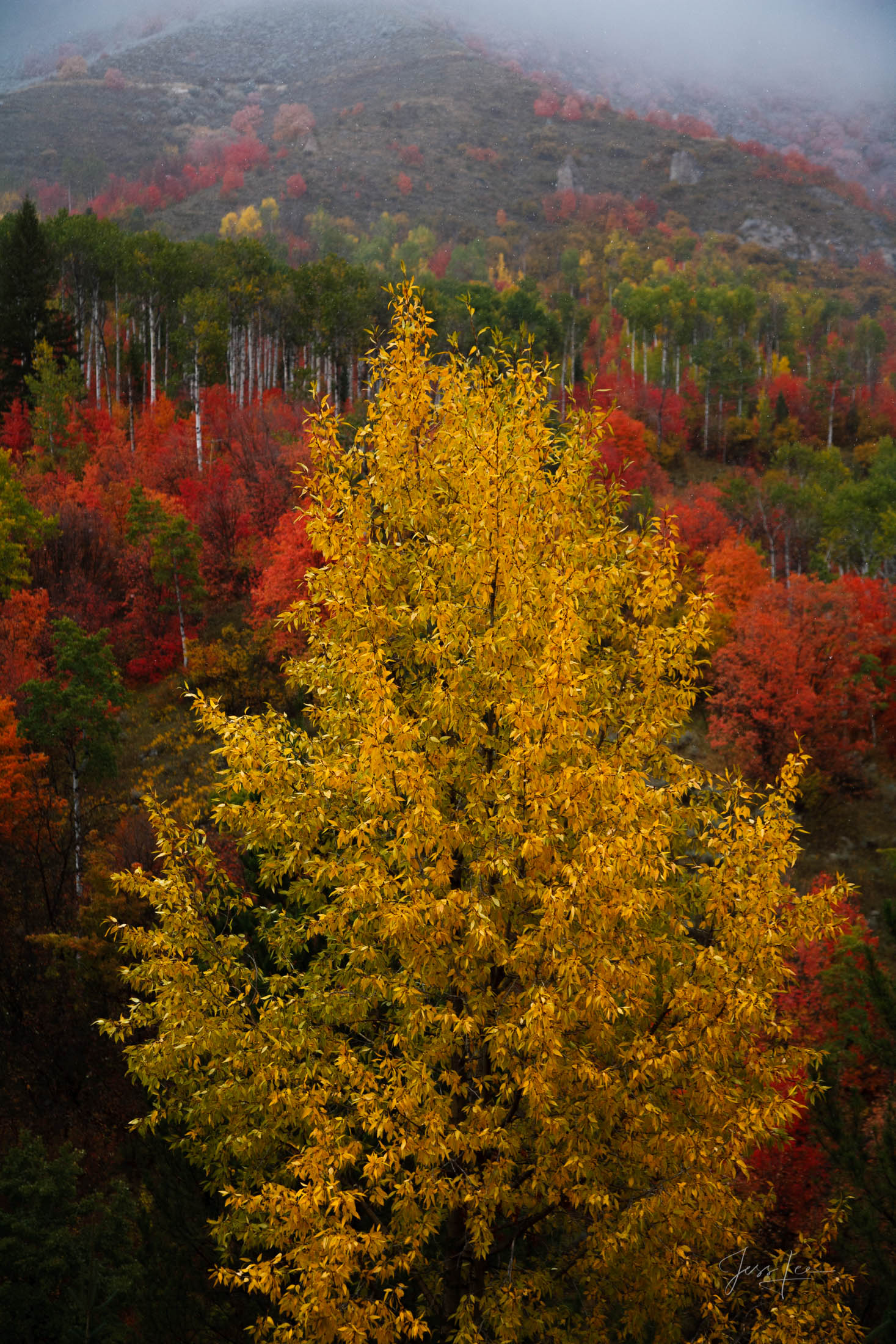 Fine Art Limited Edition Photography of Idaho Landscape Photos. To view the gallery please visit Idaho Landscapes. Thise exclusive...