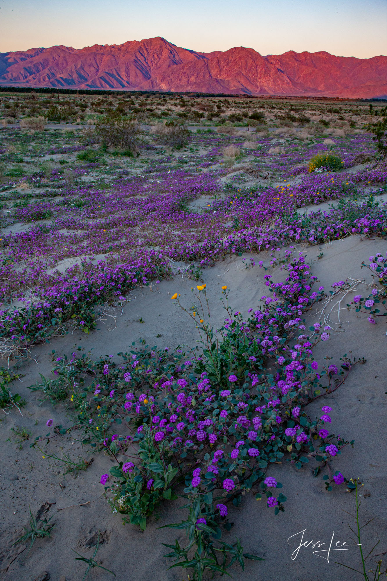 Spring has sprung in the Mojave Desert in California 