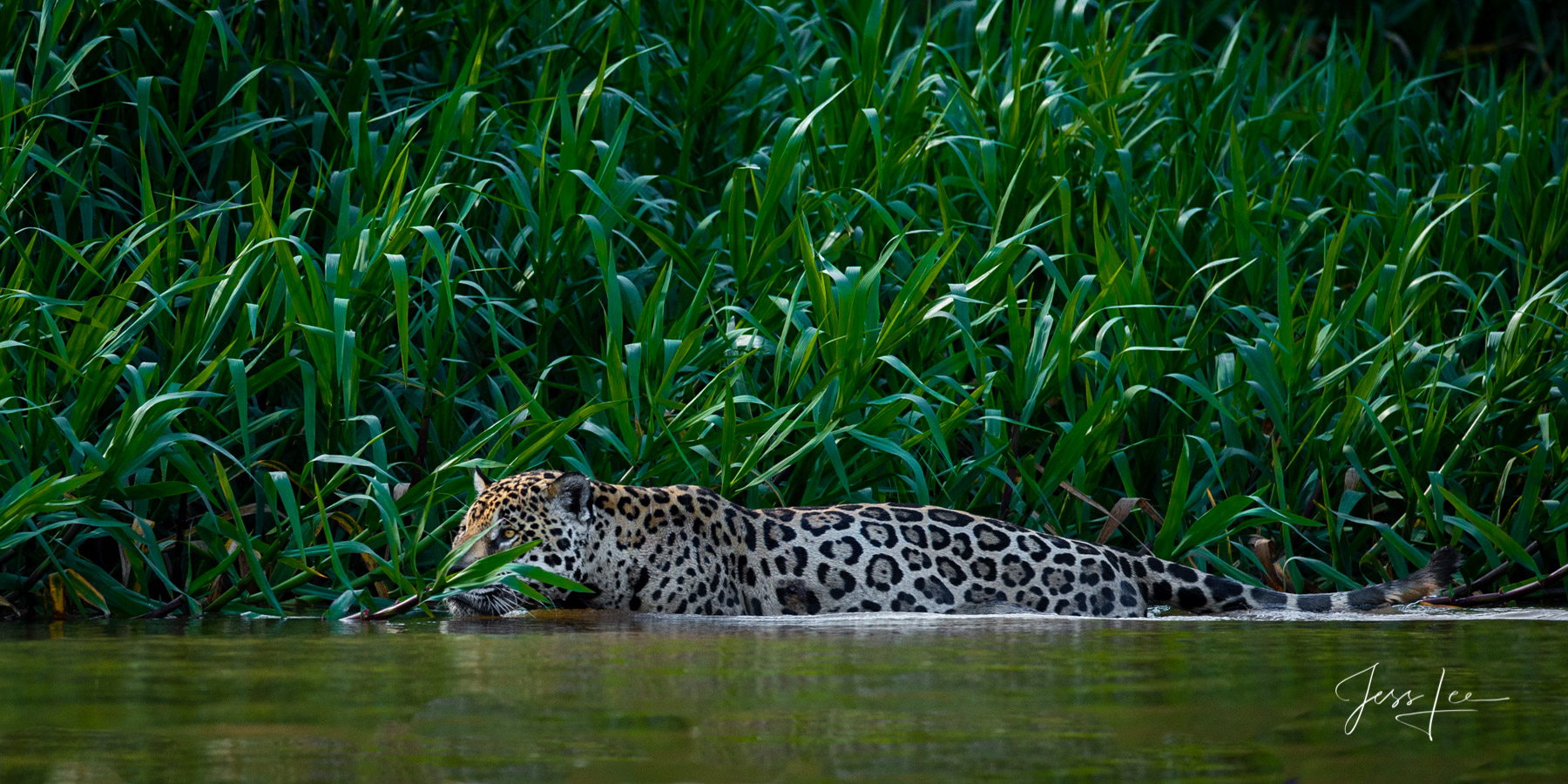 River Hide Fine art Jaguar stalking in the river print limited edition of 300 luxury prints by Jess Lee. All photographs copyright © Jess...
