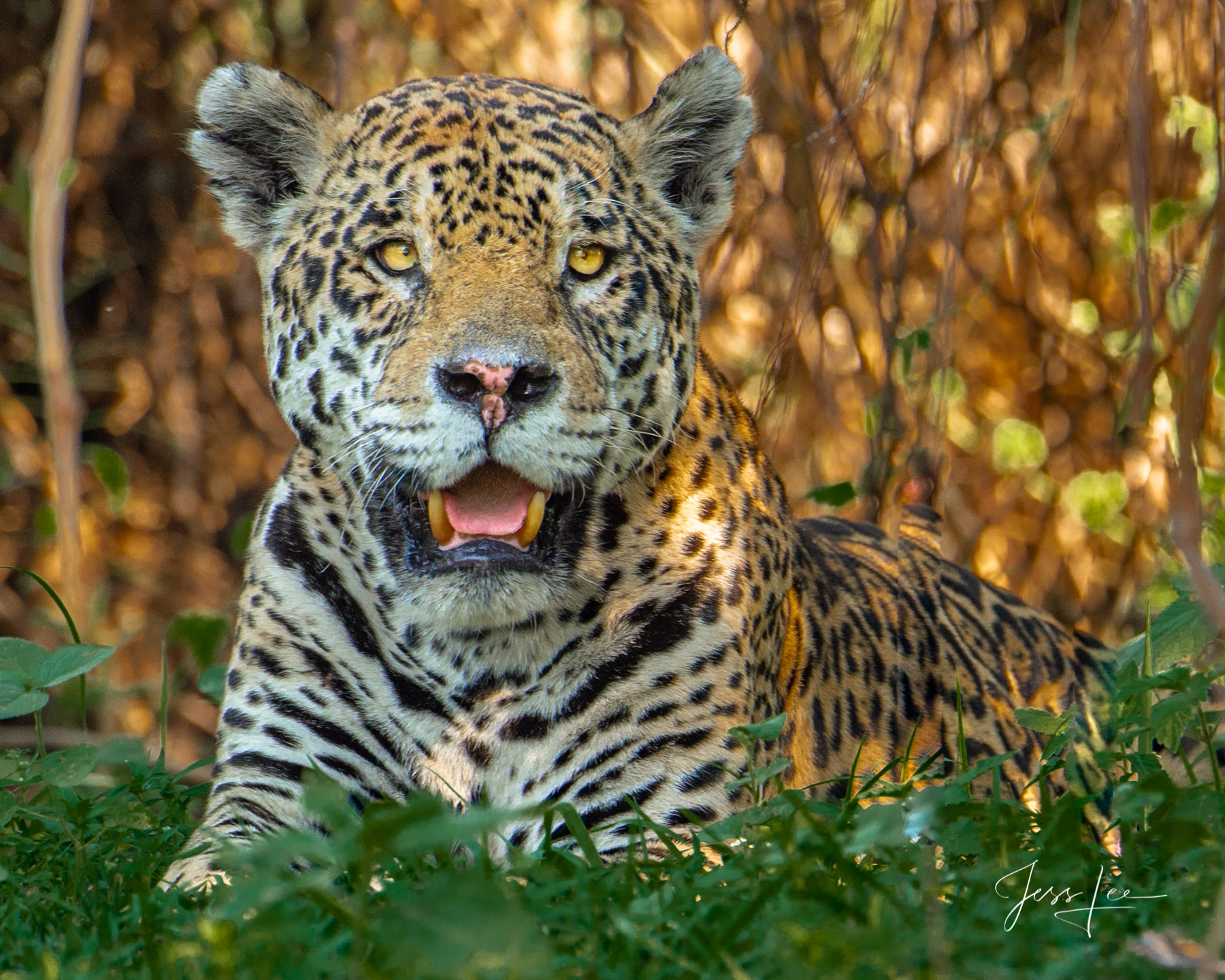 Fine art Jaguar upclose print limited edition of 300 luxury prints by Jess Lee. All photographs copyright © Jess Lee