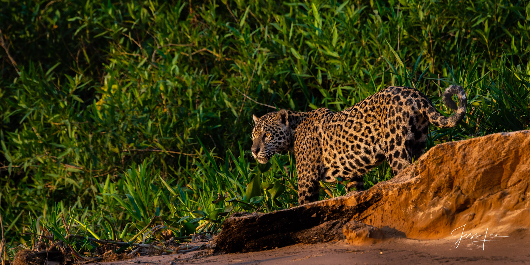 Fine art Jaguar on the river bank  print limited edition of 300 luxury prints by Jess Lee. All photographs copyright © Jess...