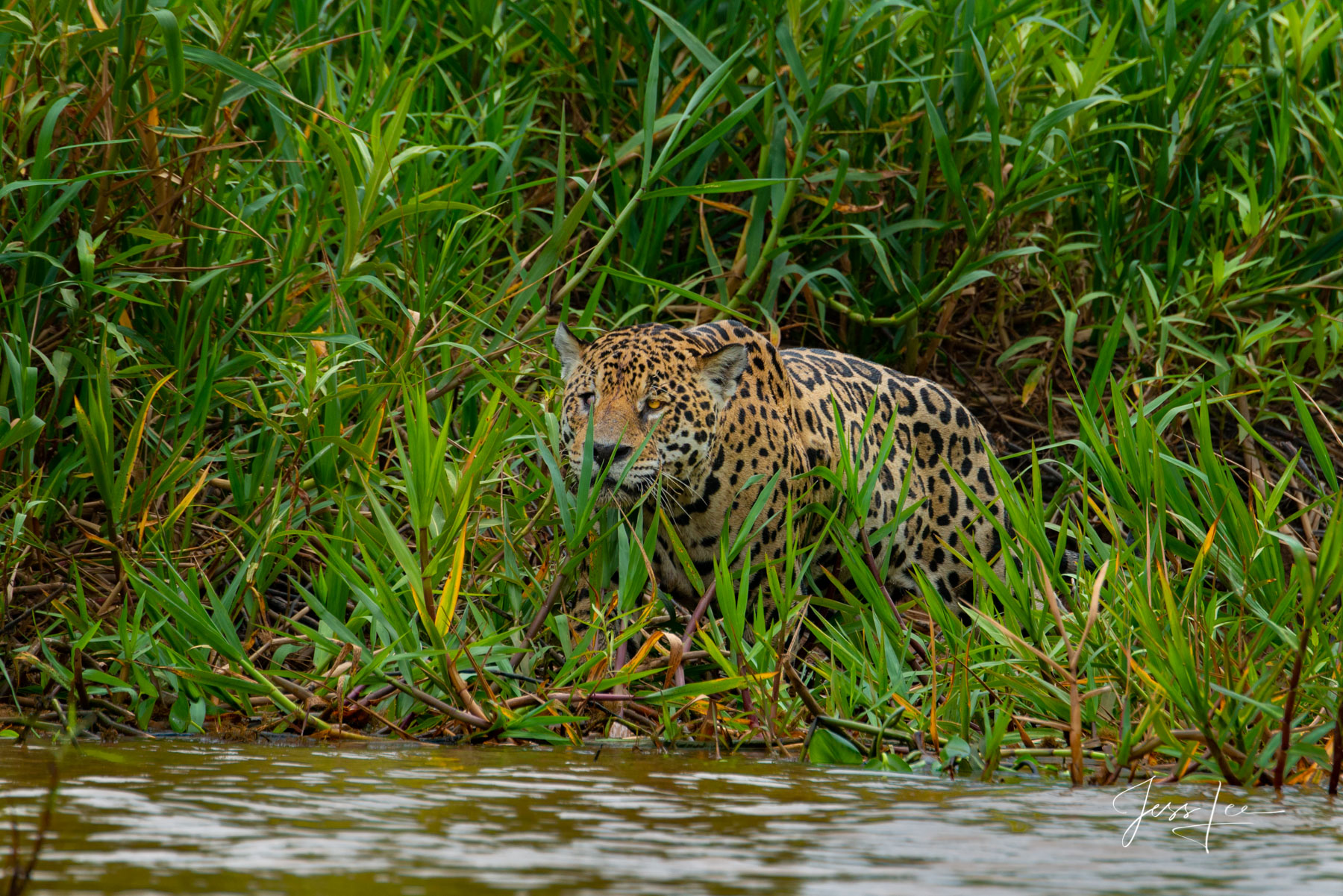 Fine art Jaguar huntingprint limited edition of 300 luxury prints by Jess Lee. All photographs copyright © Jess Lee