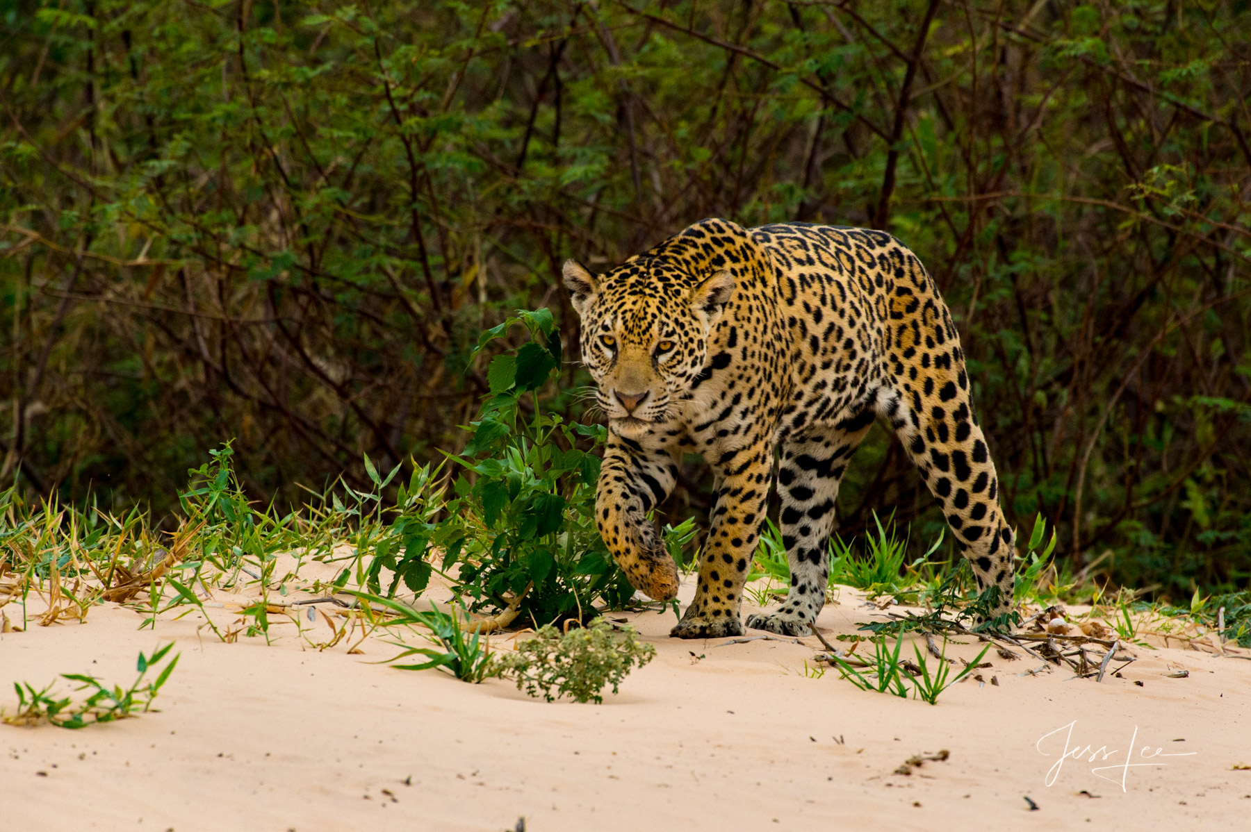 Fine art Jaguar Hunting on the beach print limited edition of 300 luxury prints by Jess Lee. All photographs copyright © Jess...