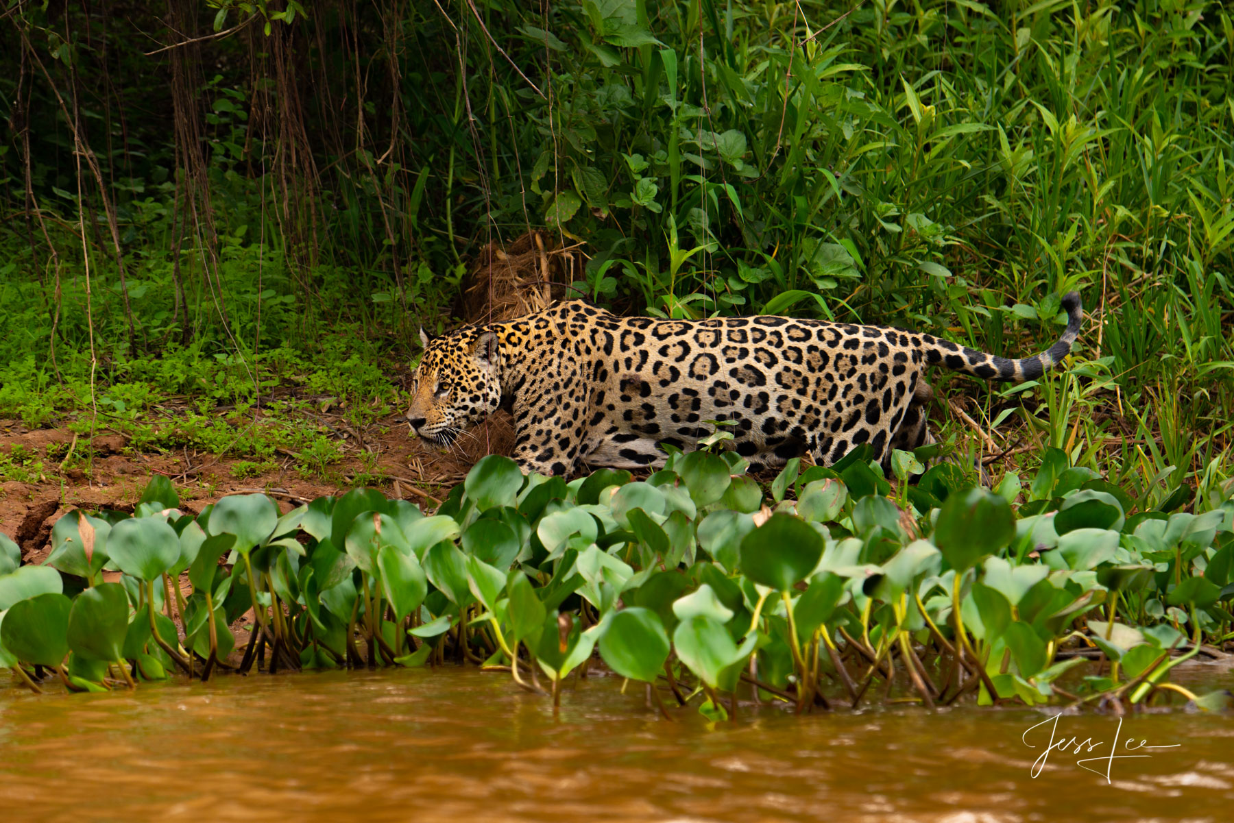 lilly Fine art Jaguar in Lilly's print limited edition of 300 luxury prints by Jess Lee. All photographs copyright © Jess Lee