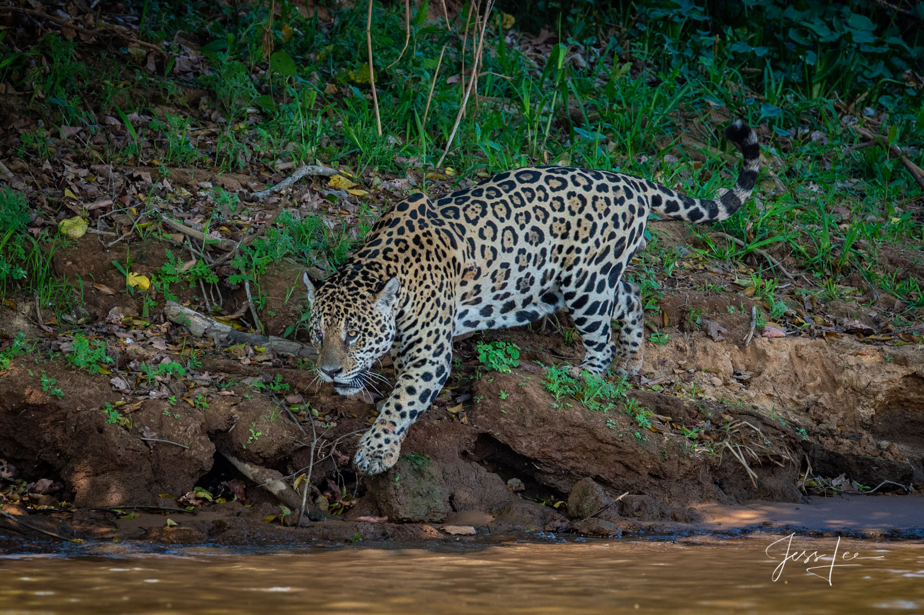 Fine art Jaguar going to the river print limited edition of 300 luxury prints by Jess Lee. All photographs copyright © Jess...