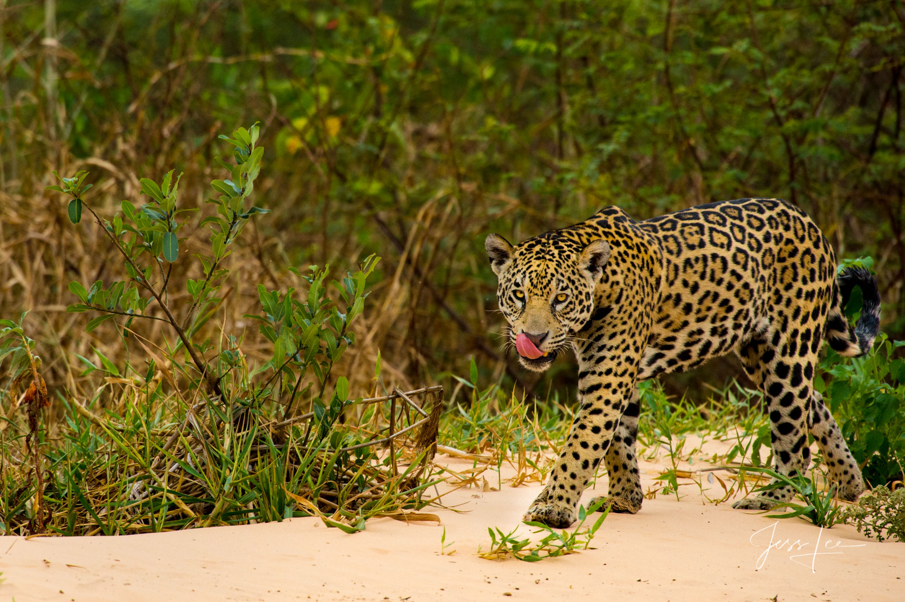 Fine art Jaguar hunting the beach print limited edition of 300 luxury prints by Jess Lee. All photographs copyright © Jess Lee...