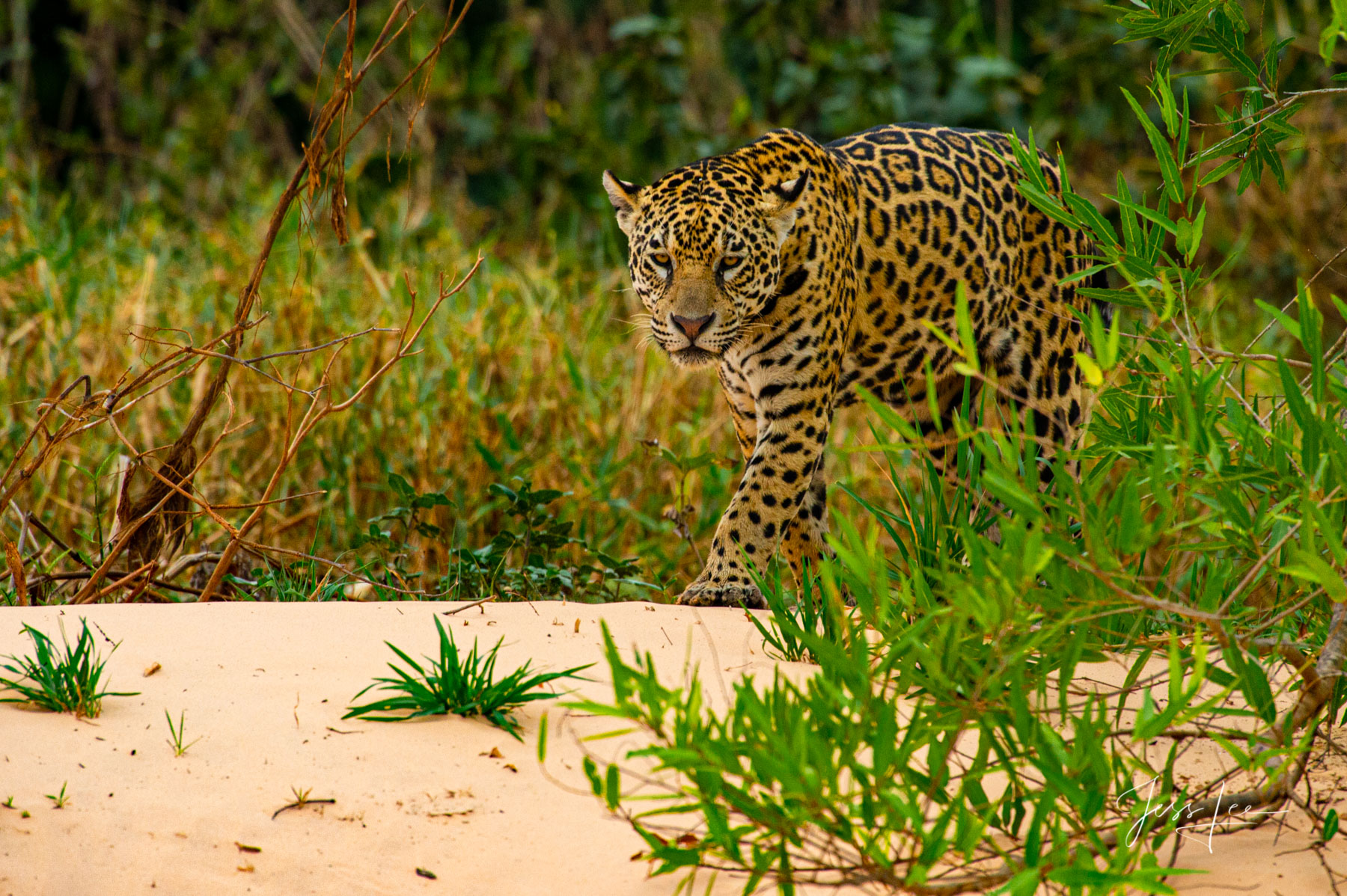 Fine art Jaguar stalking the beach print limited edition of 300 luxury prints by Jess Lee. All photographs copyright © Jess...