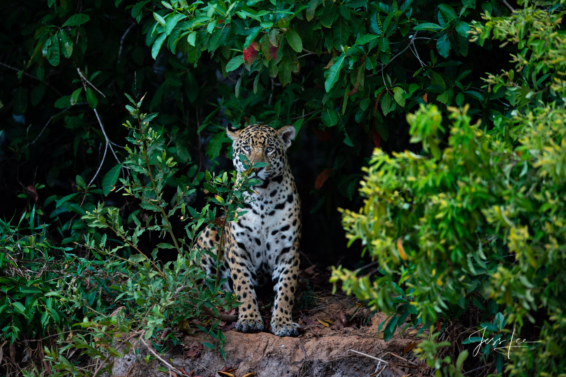 Fine art Jaguar on the edge of the jungle print limited edition of 300 luxury prints by Jess Lee. All photographs copyright ©...
