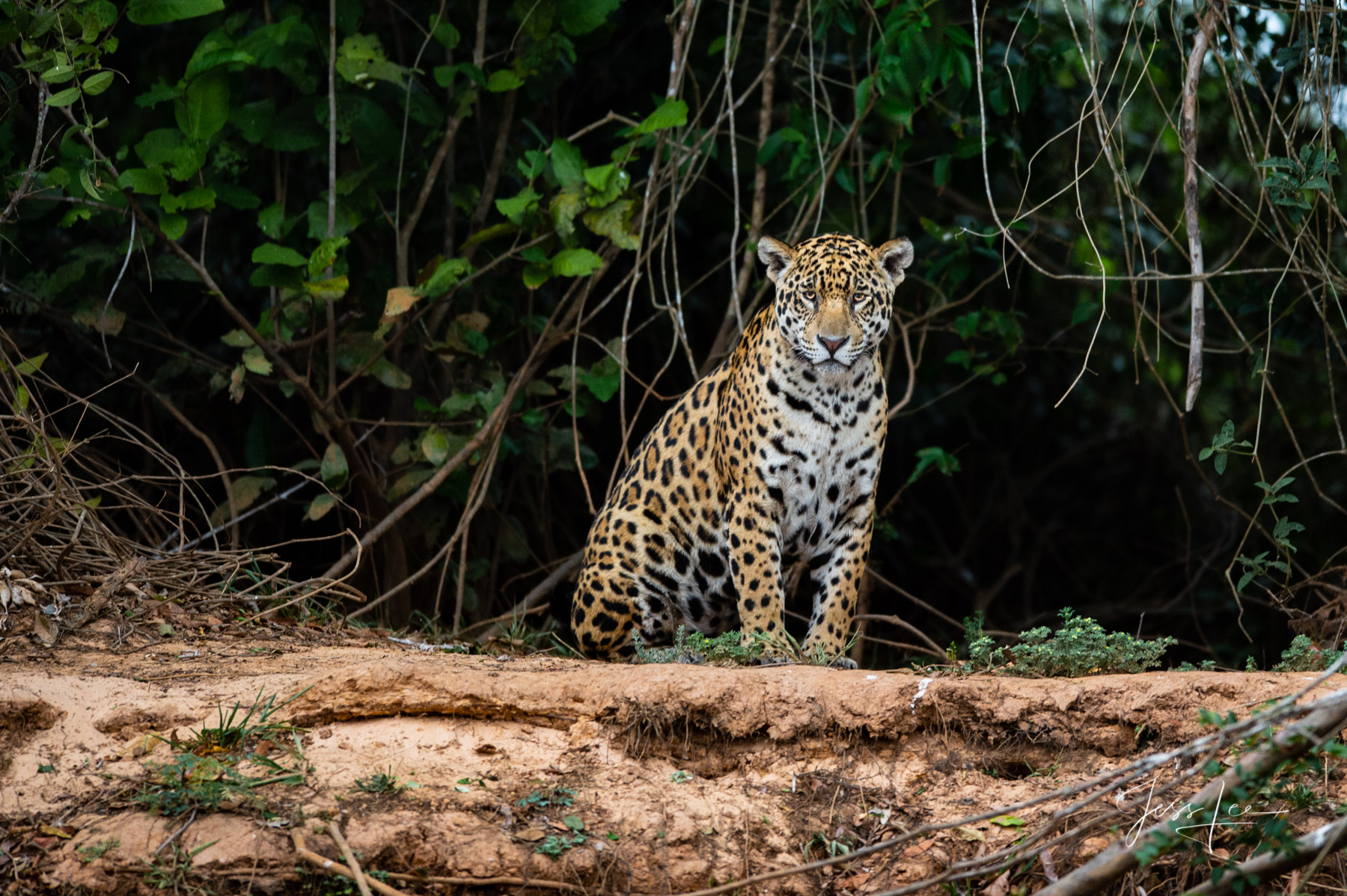 Fine art Jaguar playing the waiting game print limited edition of 300 luxury prints by Jess Lee. All photographs copyright ©...