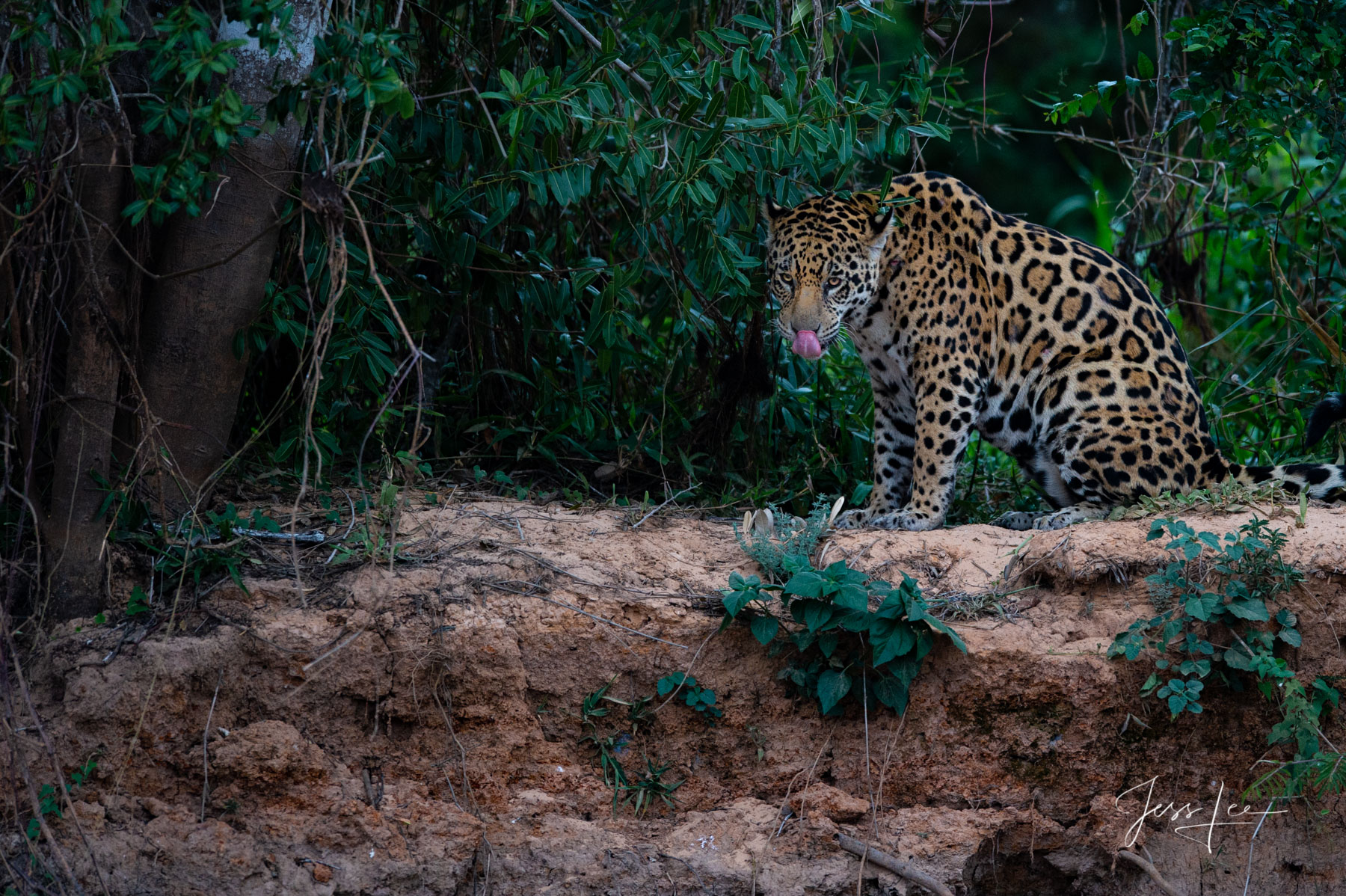 Fine art Jaguar licking its lips print limited edition of 300 luxury prints by Jess Lee. All photographs copyright © Jess Lee...