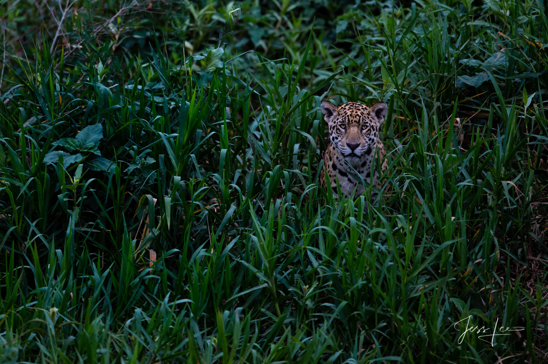 Fine art Jaguar waiting for the prey print limited edition of 300 luxury prints by Jess Lee. All photographs copyright © Jess...